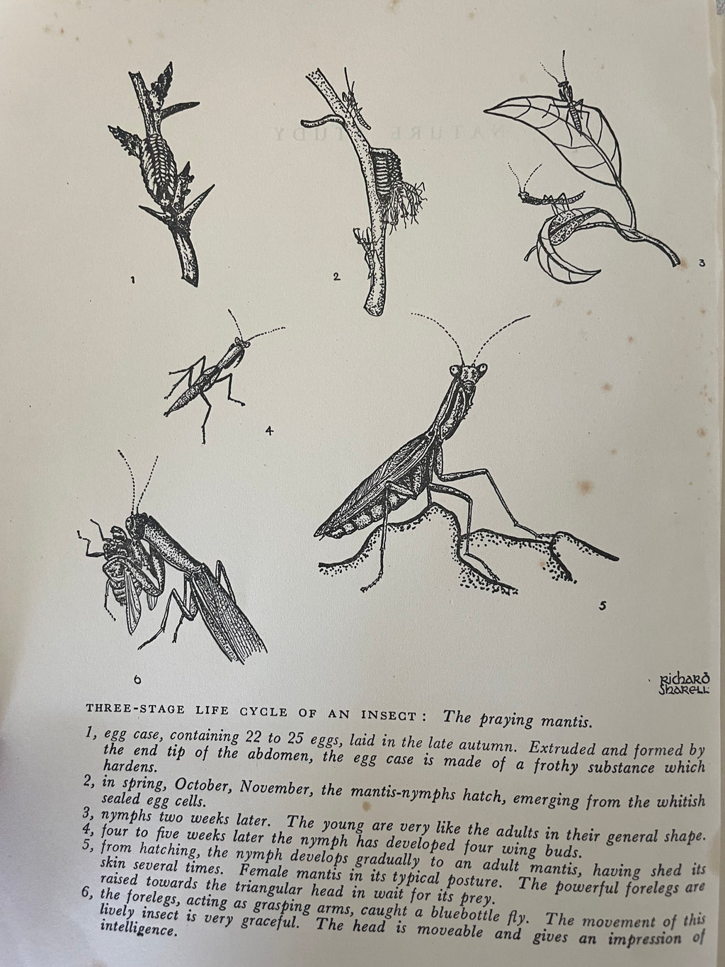 Vintage Nature Study Book
