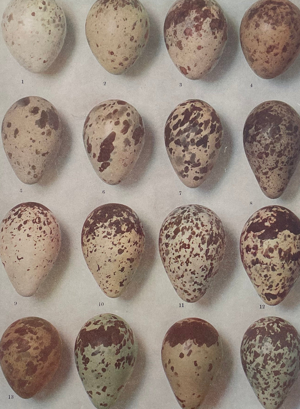 Bird Eggs Lithograph