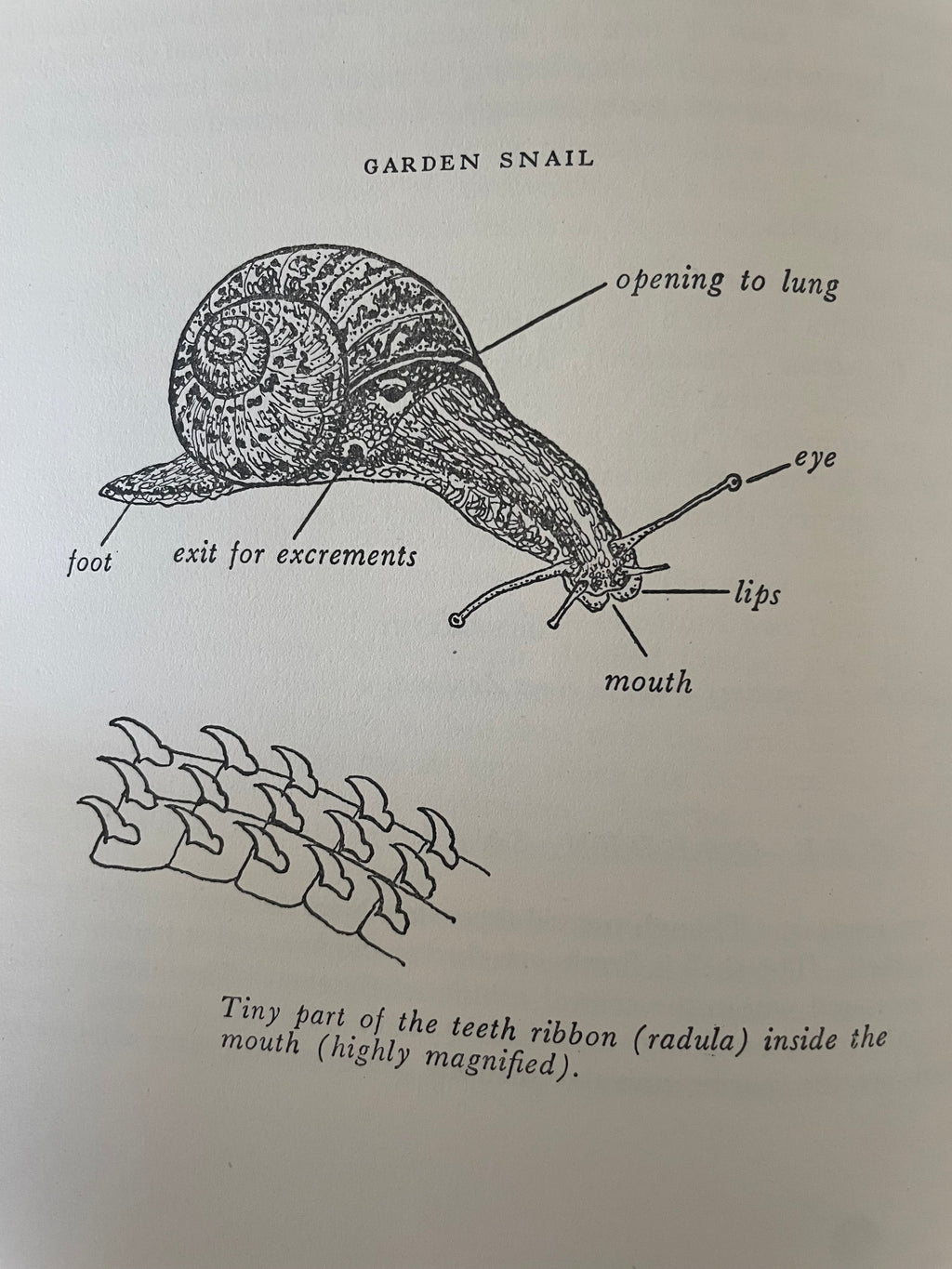 Vintage Nature Study Book