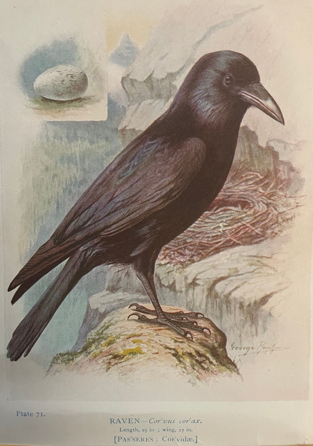 Raven Lithograph Plate