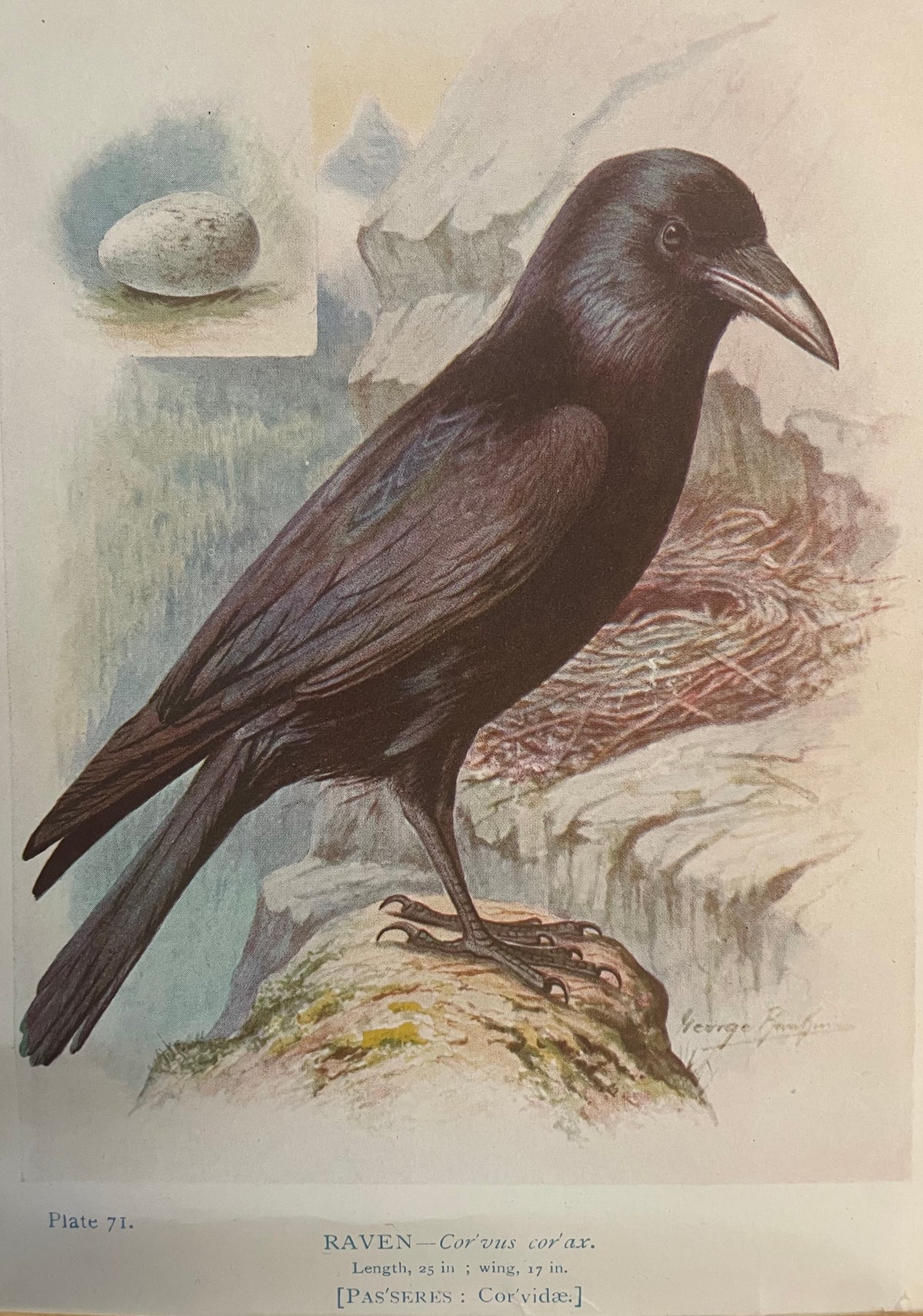 Raven Lithograph Plate