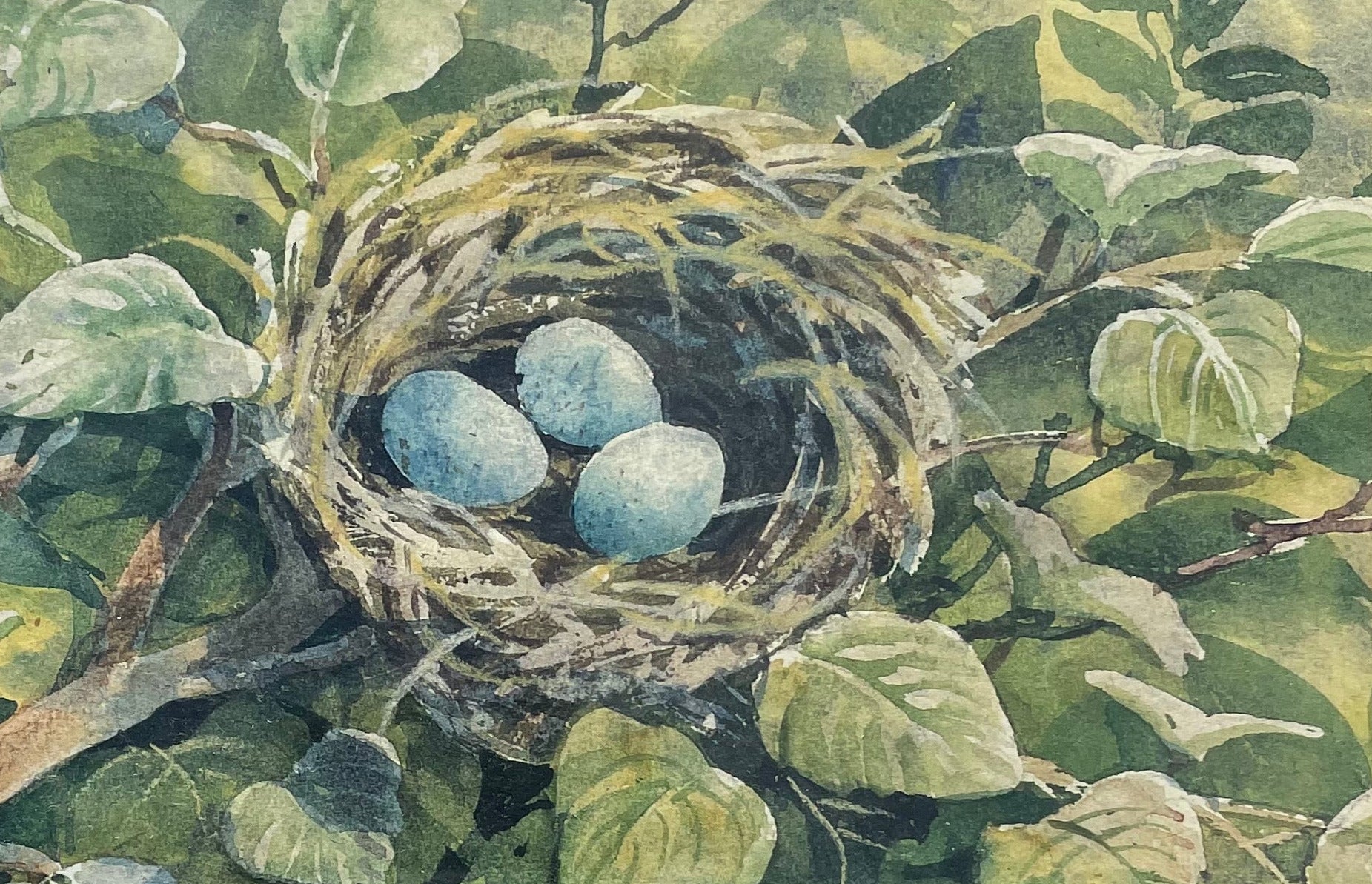 Bird's Nest Print