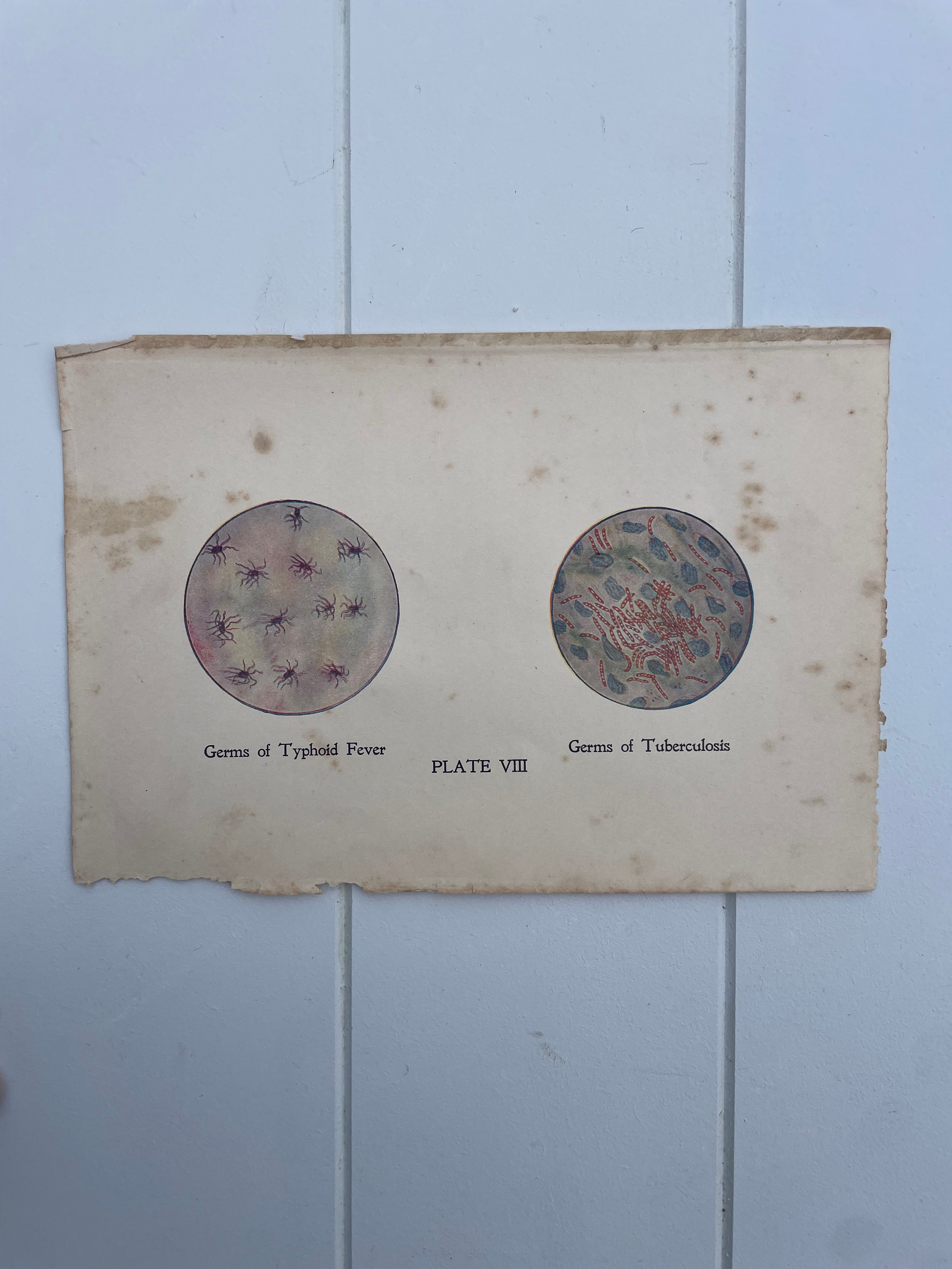 Antique Medical Plates