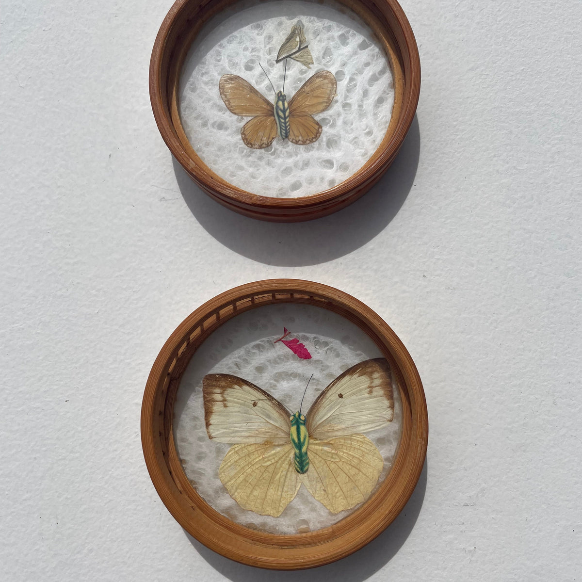Butterfly Wing Coaster Pair