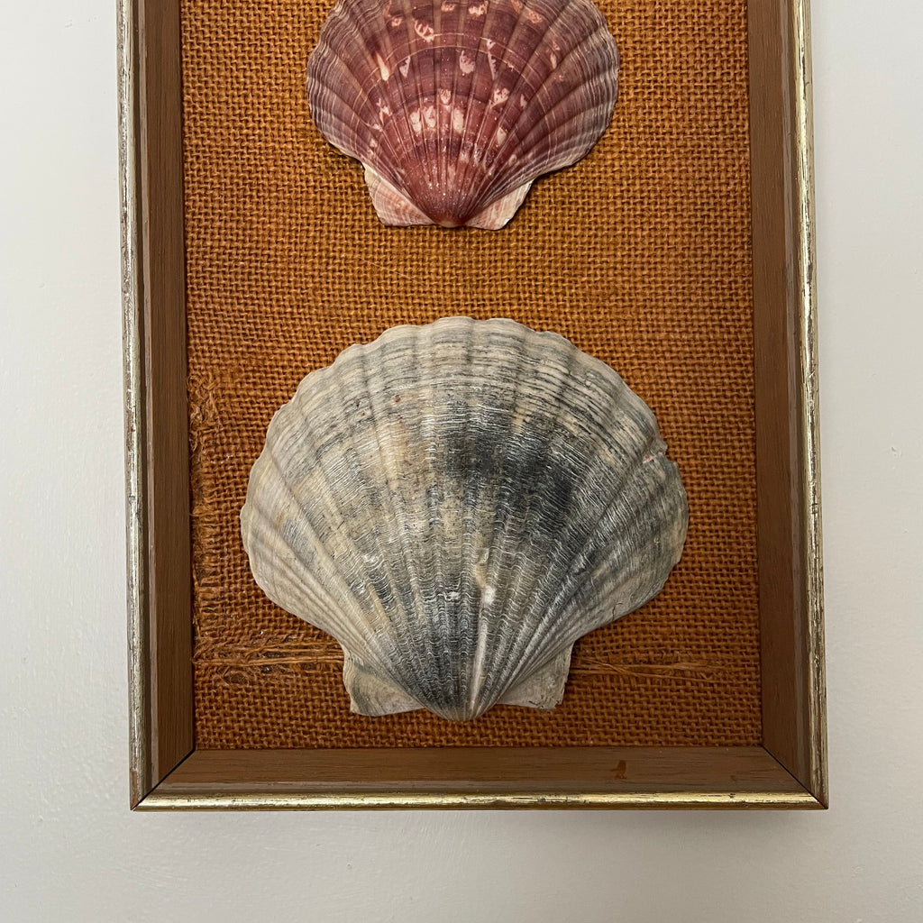 Scallop Shell Trio