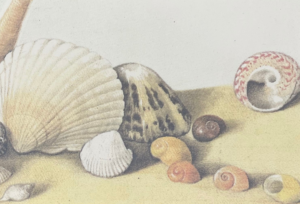 Vintage Shell Print