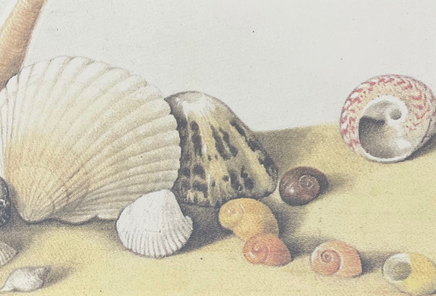 Vintage Shell Print