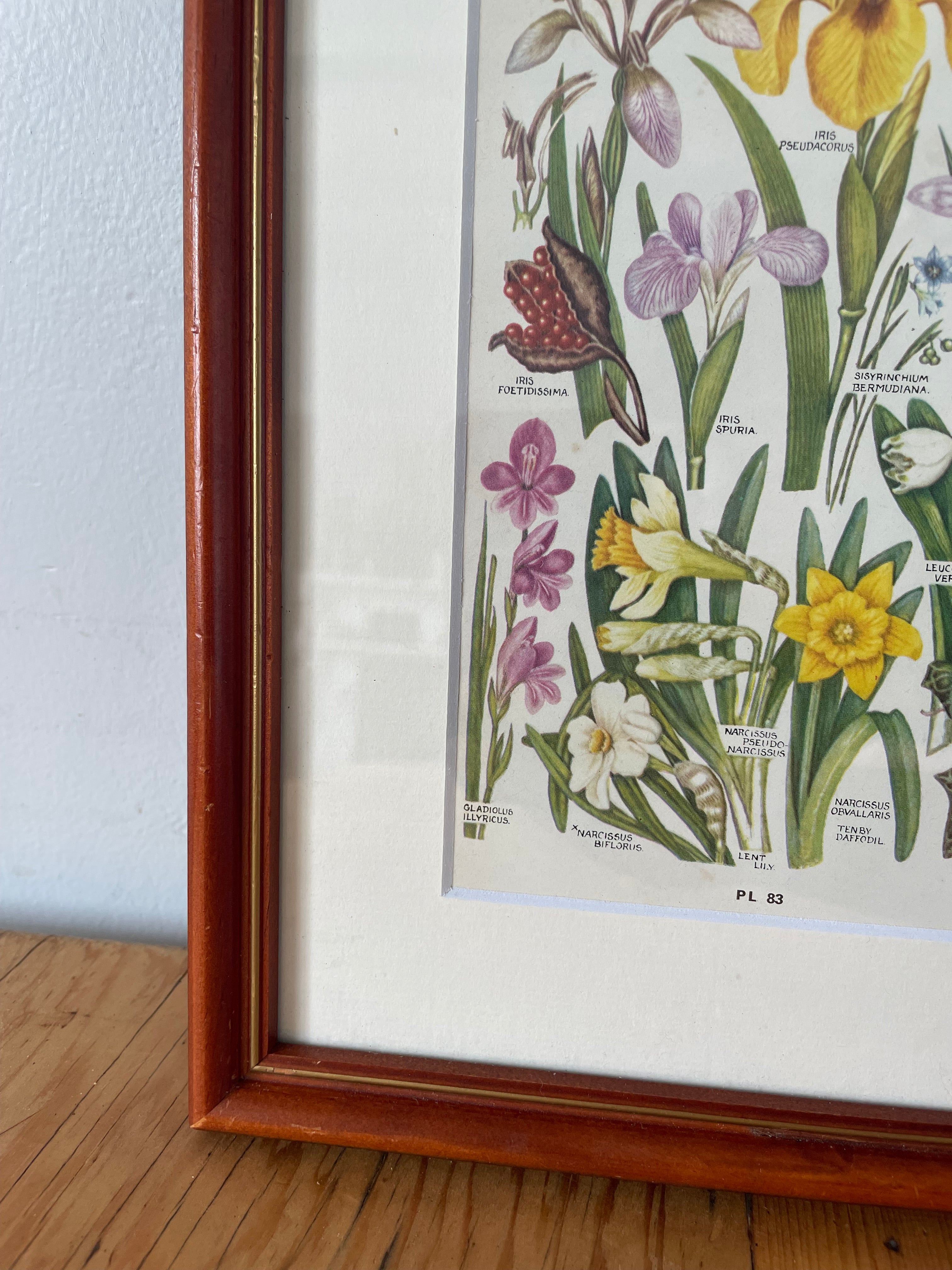 Iris Specimens Print