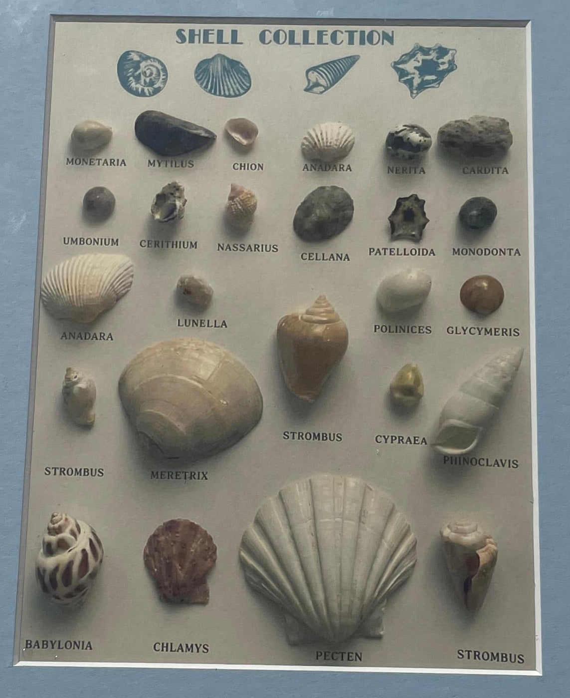Shell Types Print