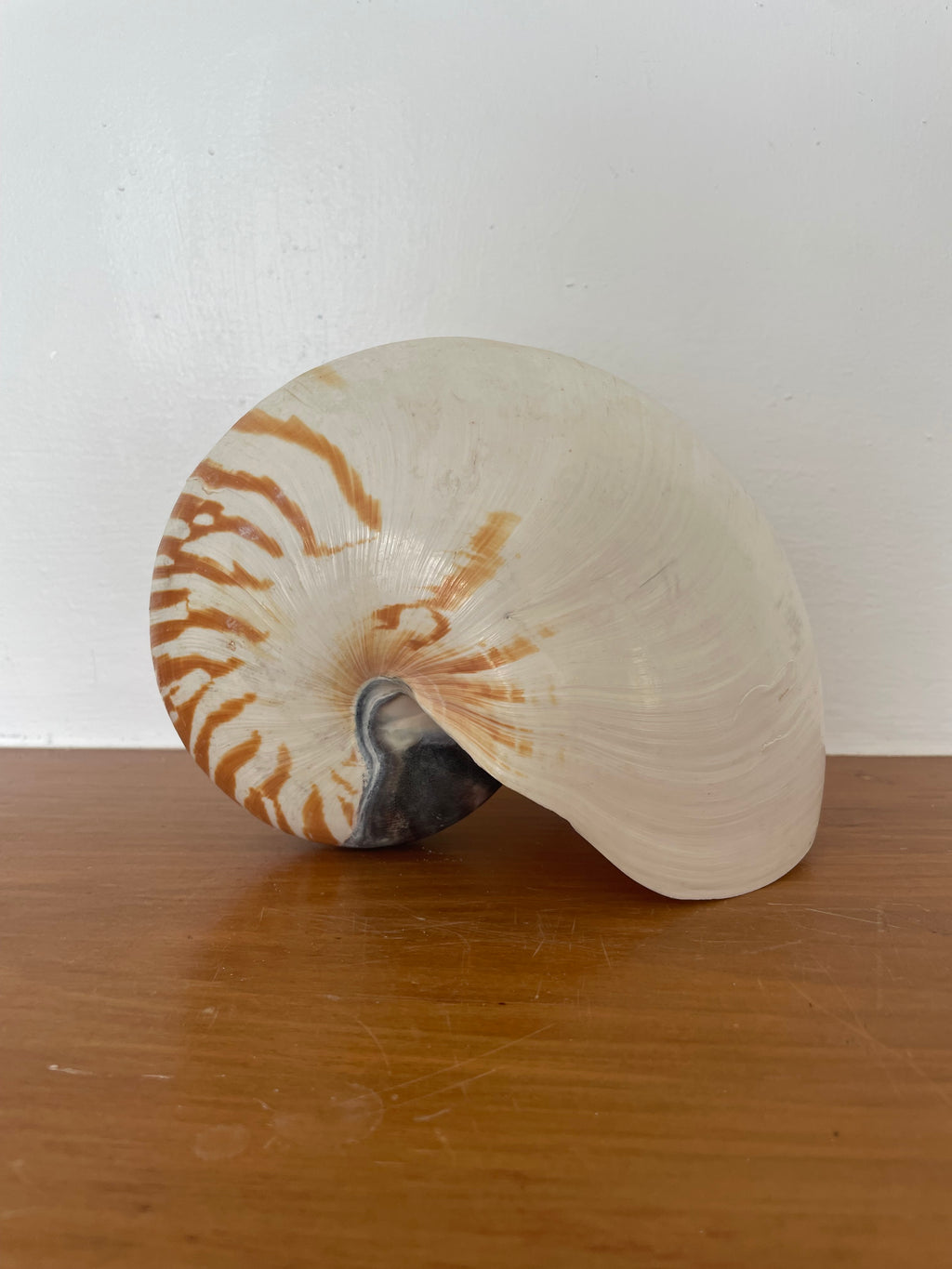 Large Stripe Nautilus Shell