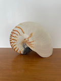 Large Stripe Nautilus Shell