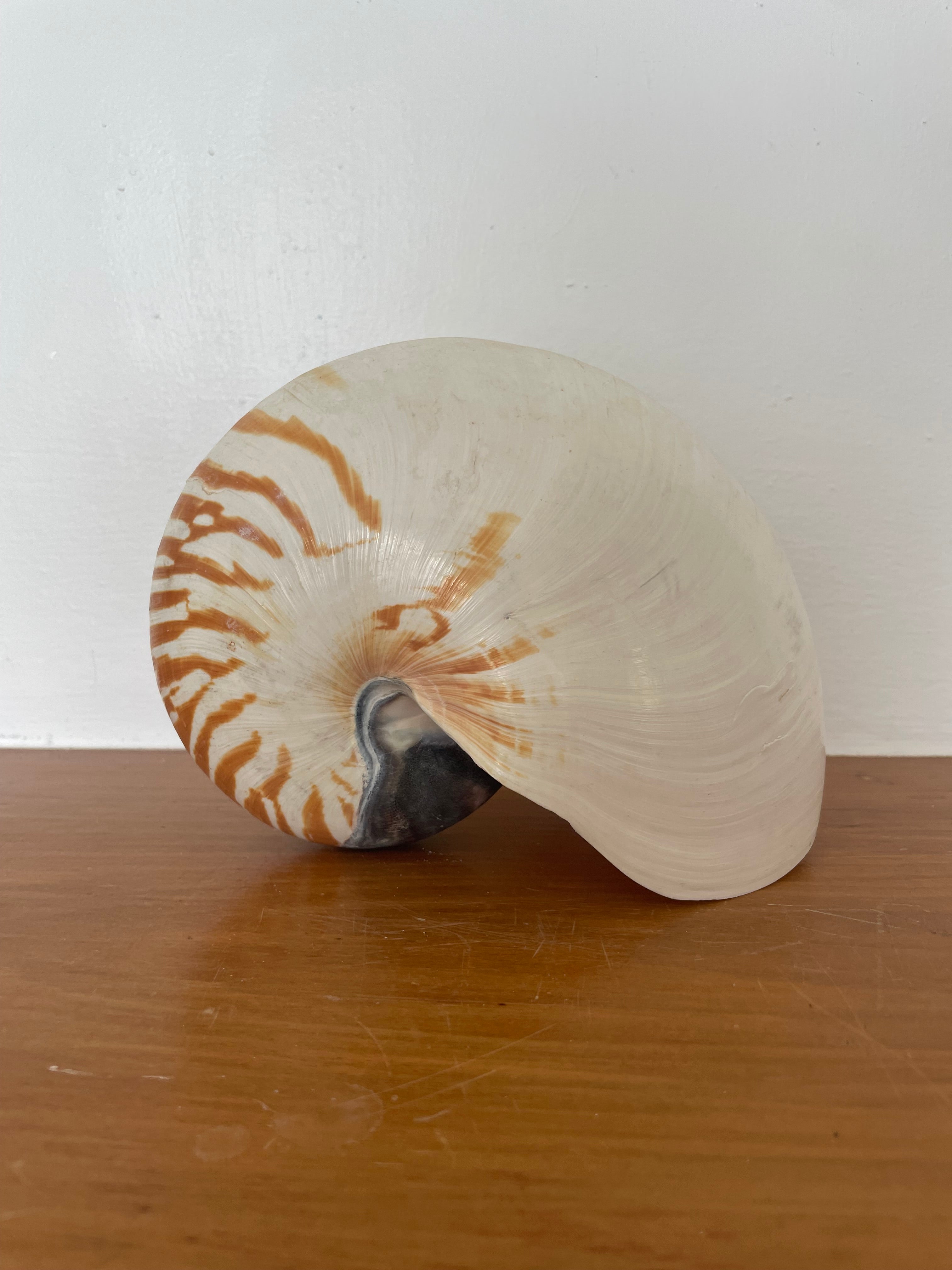 Large Stripe Nautilus Shell