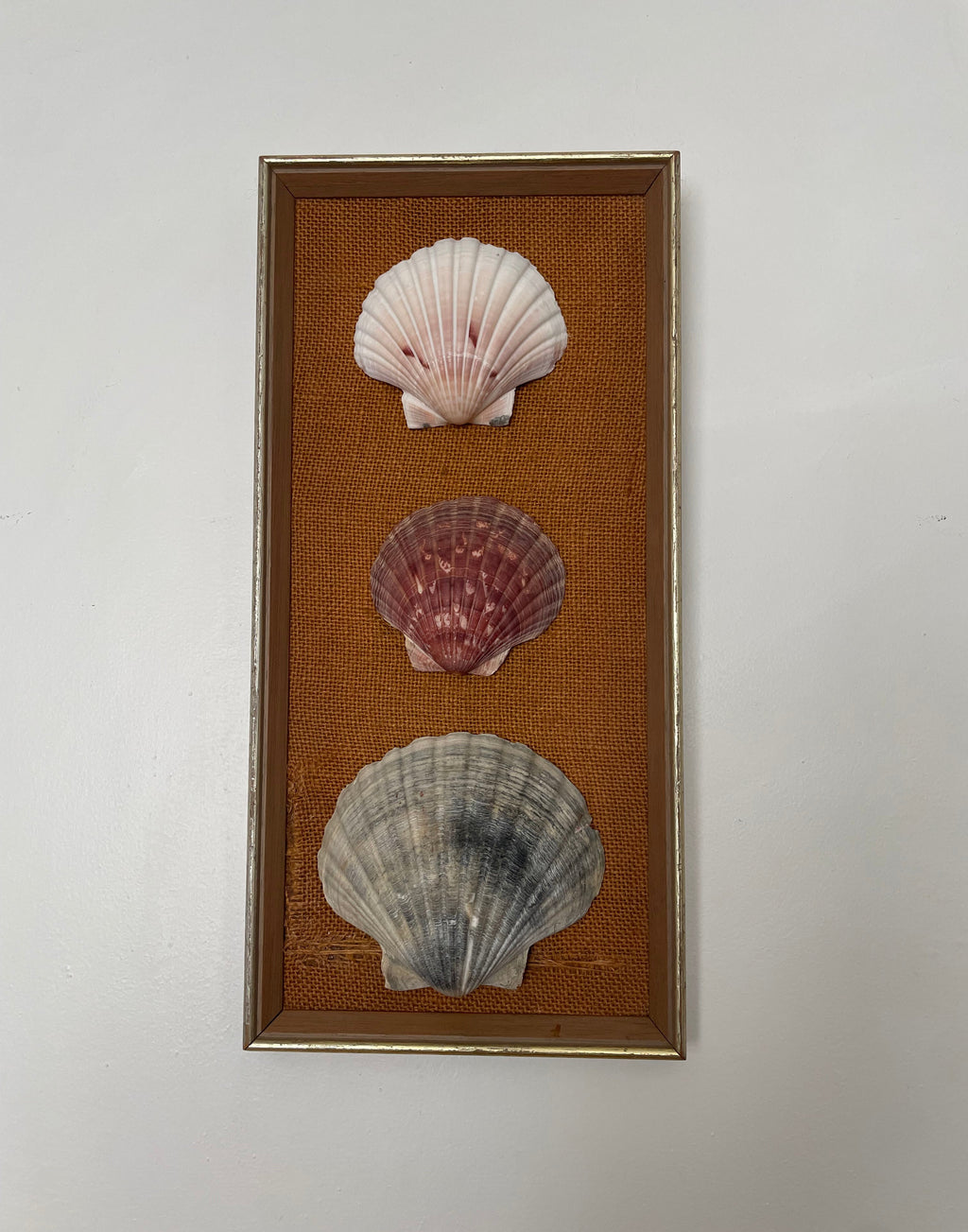 Scallop Shell Trio