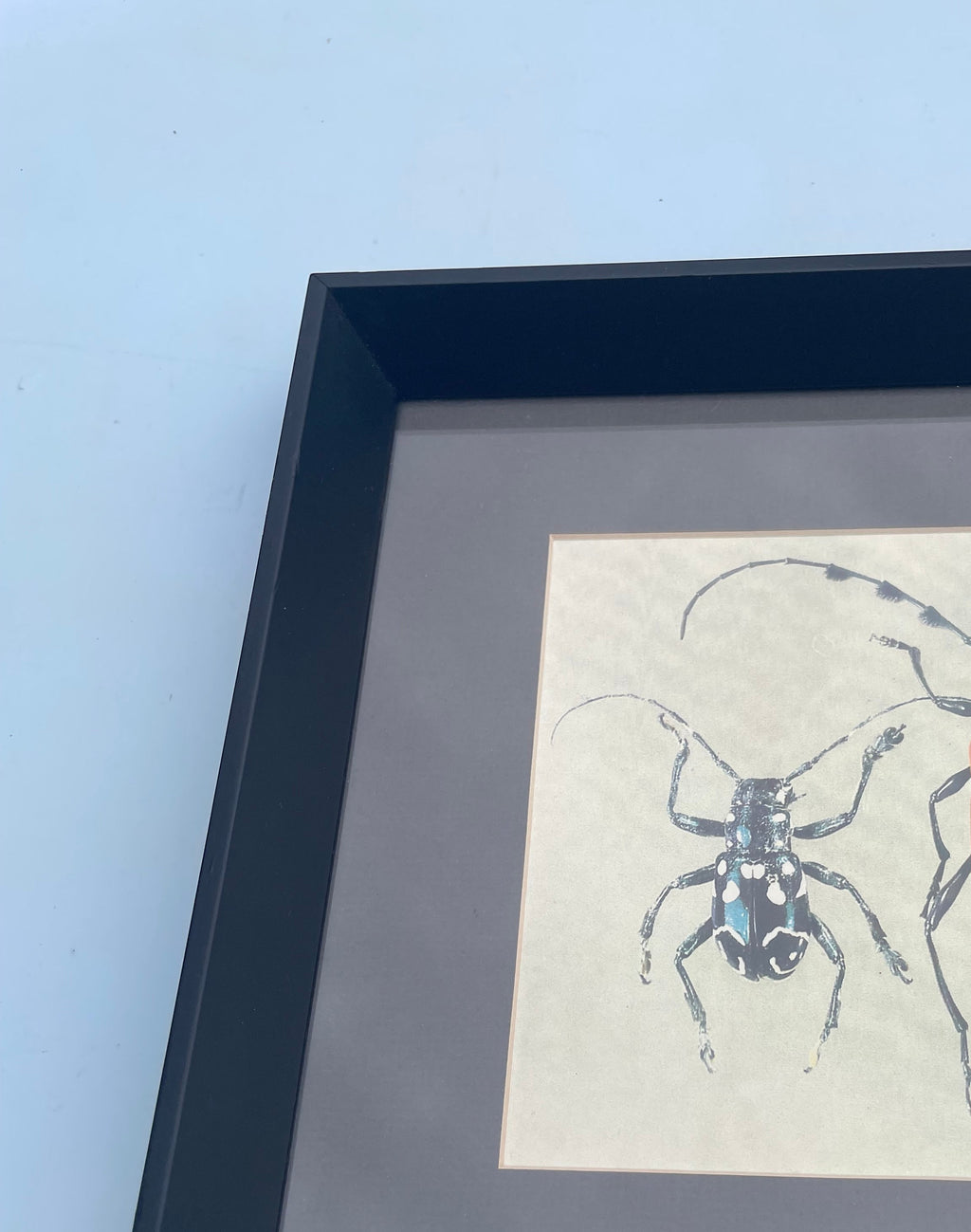 Beetle Print