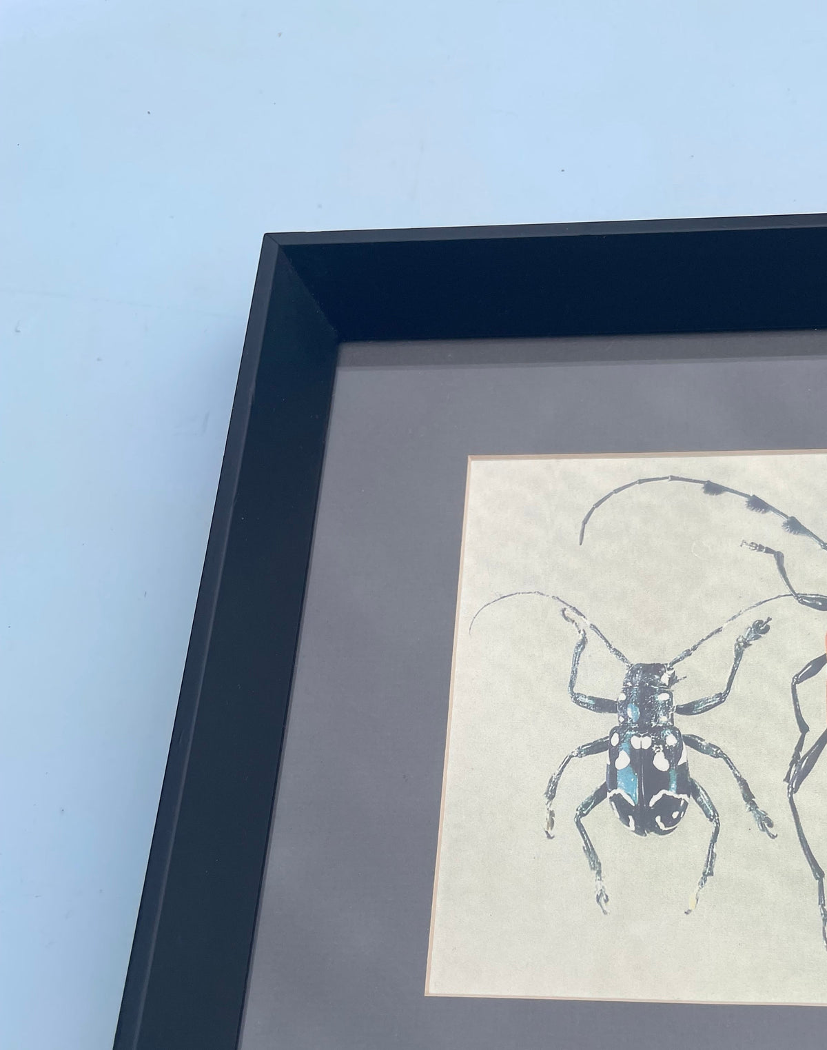 Beetle Print