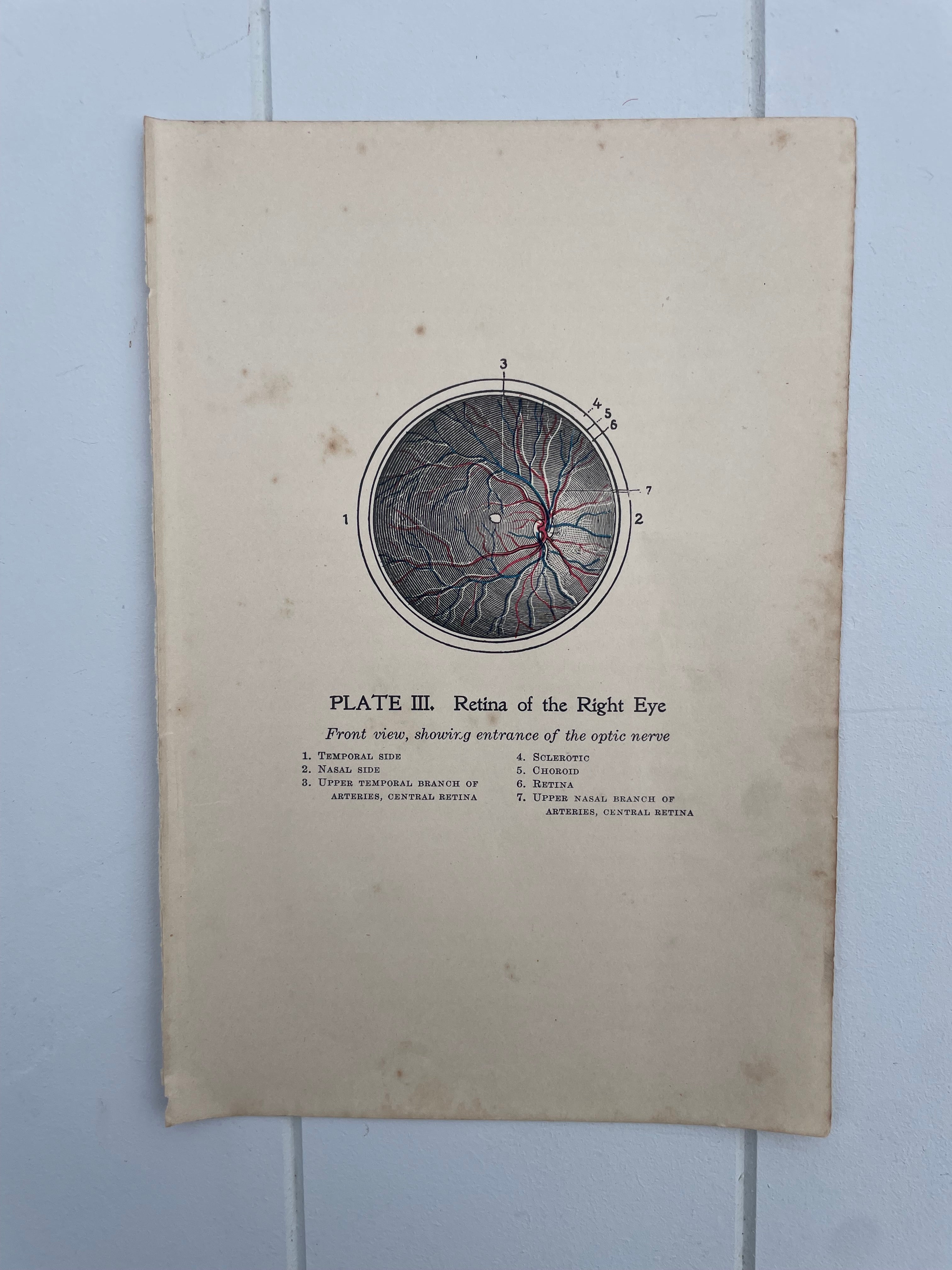 Antique Medical Plates
