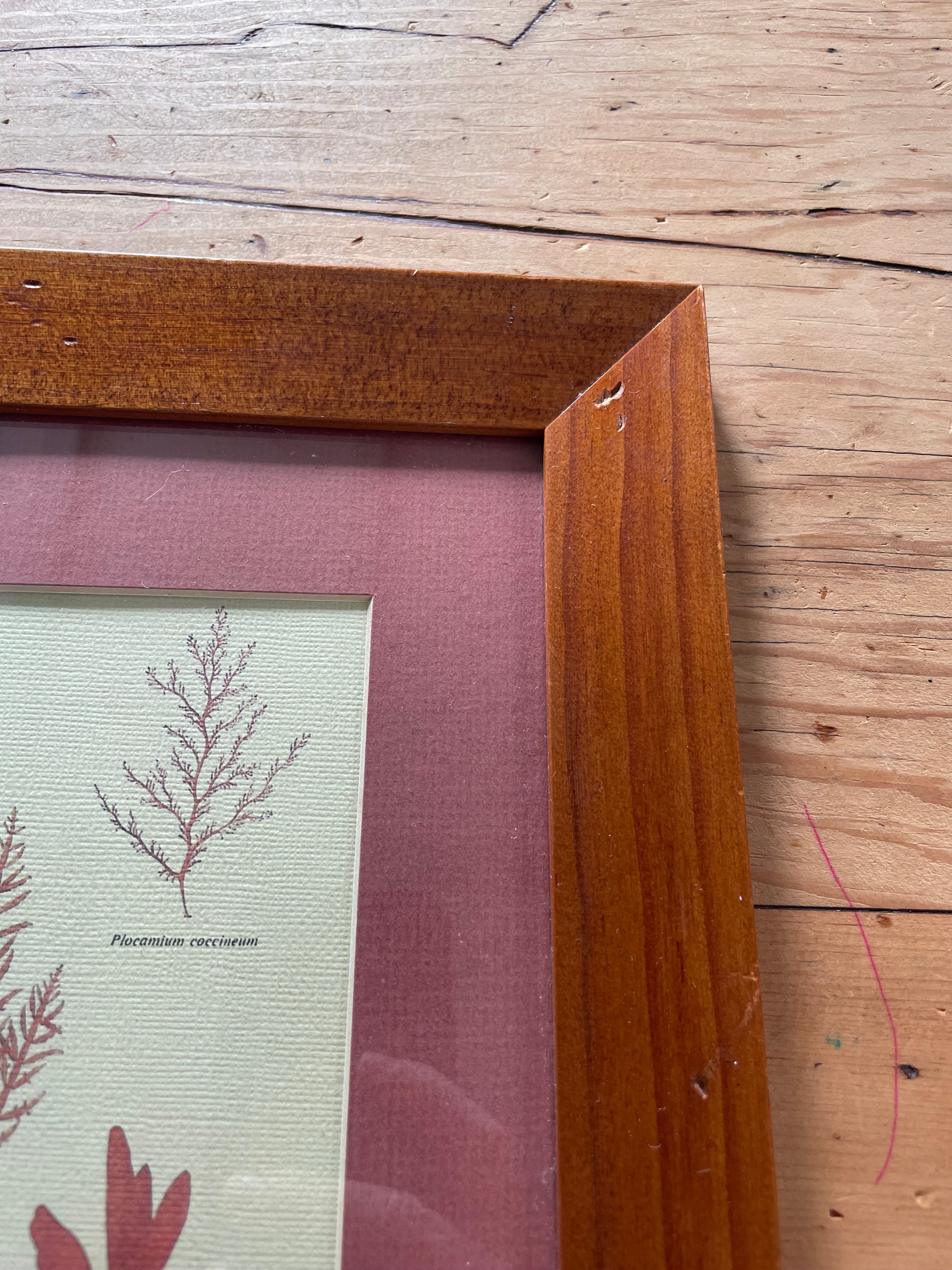 Seaweed Specimens Print