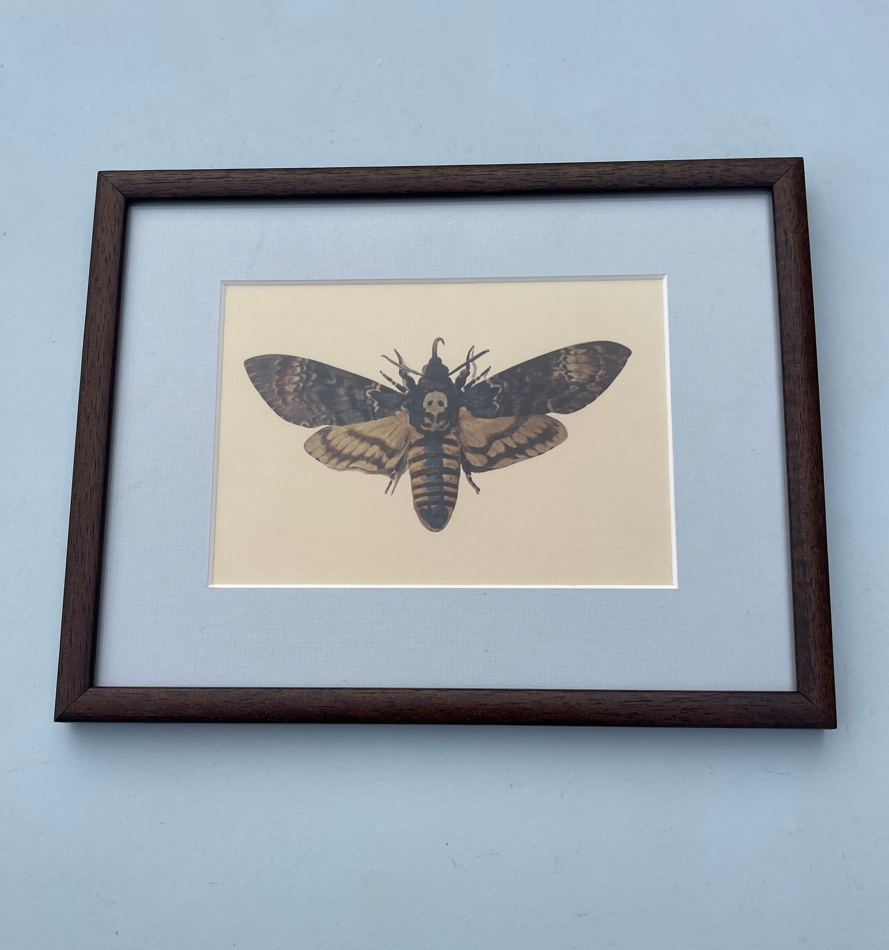 Death’s-Head Hawk Moth Lithograph Print