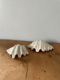 Clam Shell Small