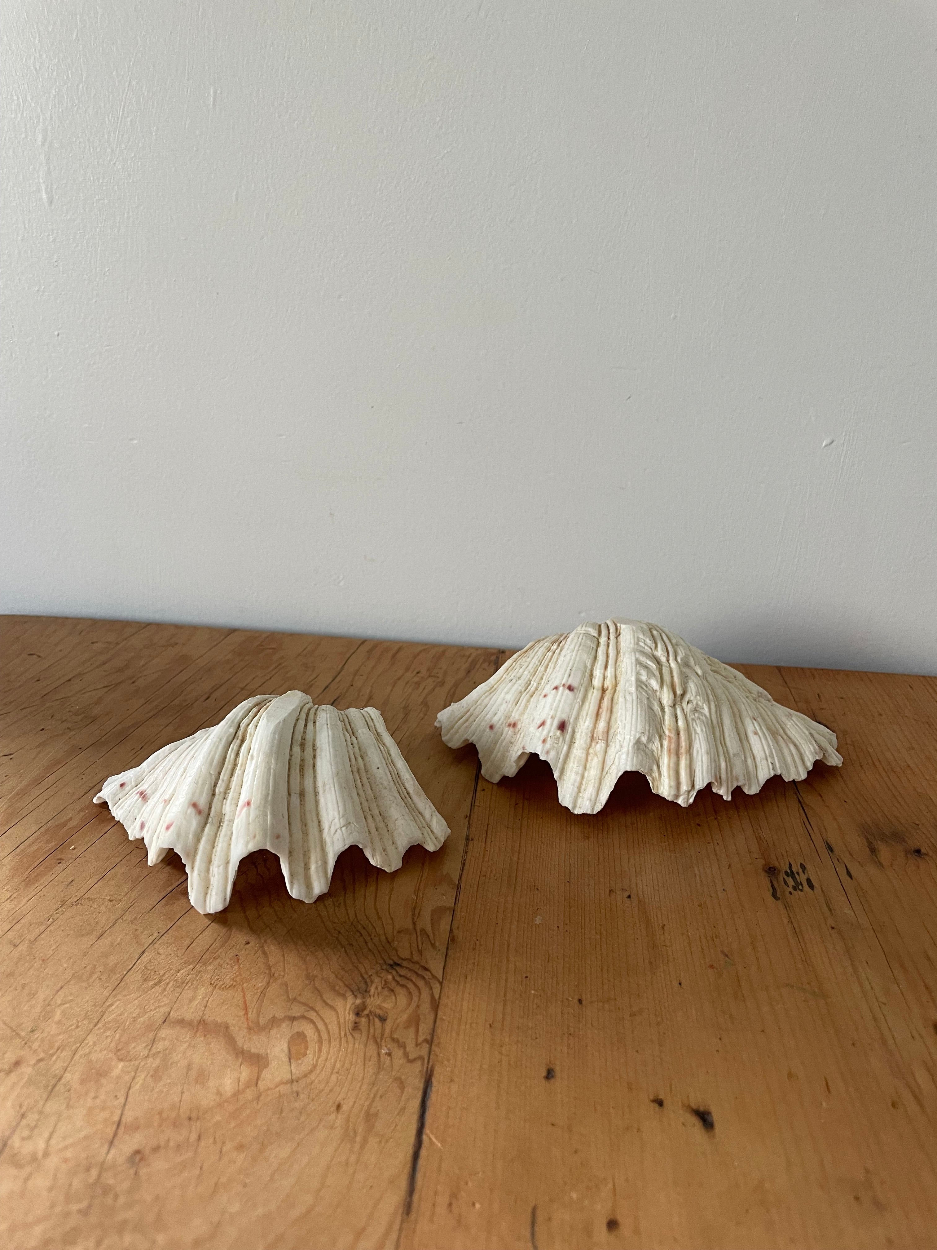 Clam Shell Small