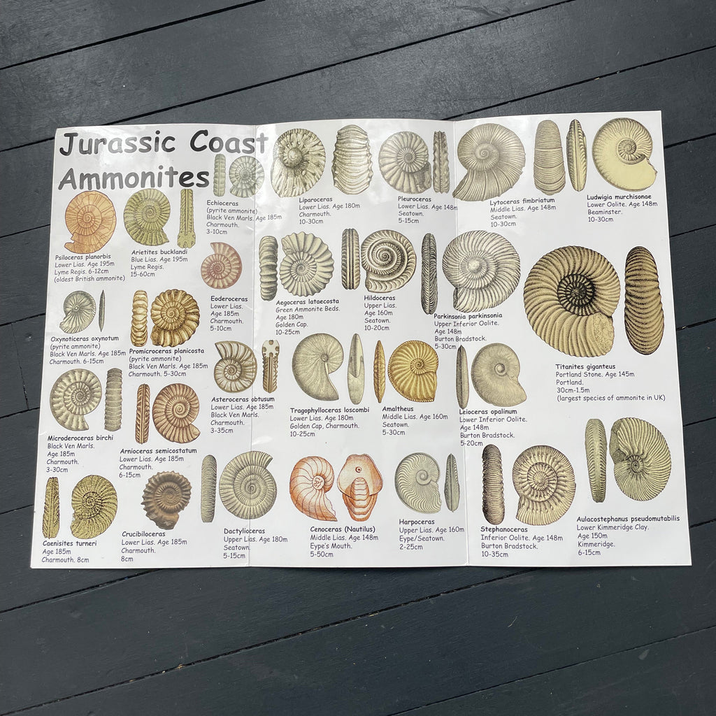 Vintage Fossils Pamplet Poster