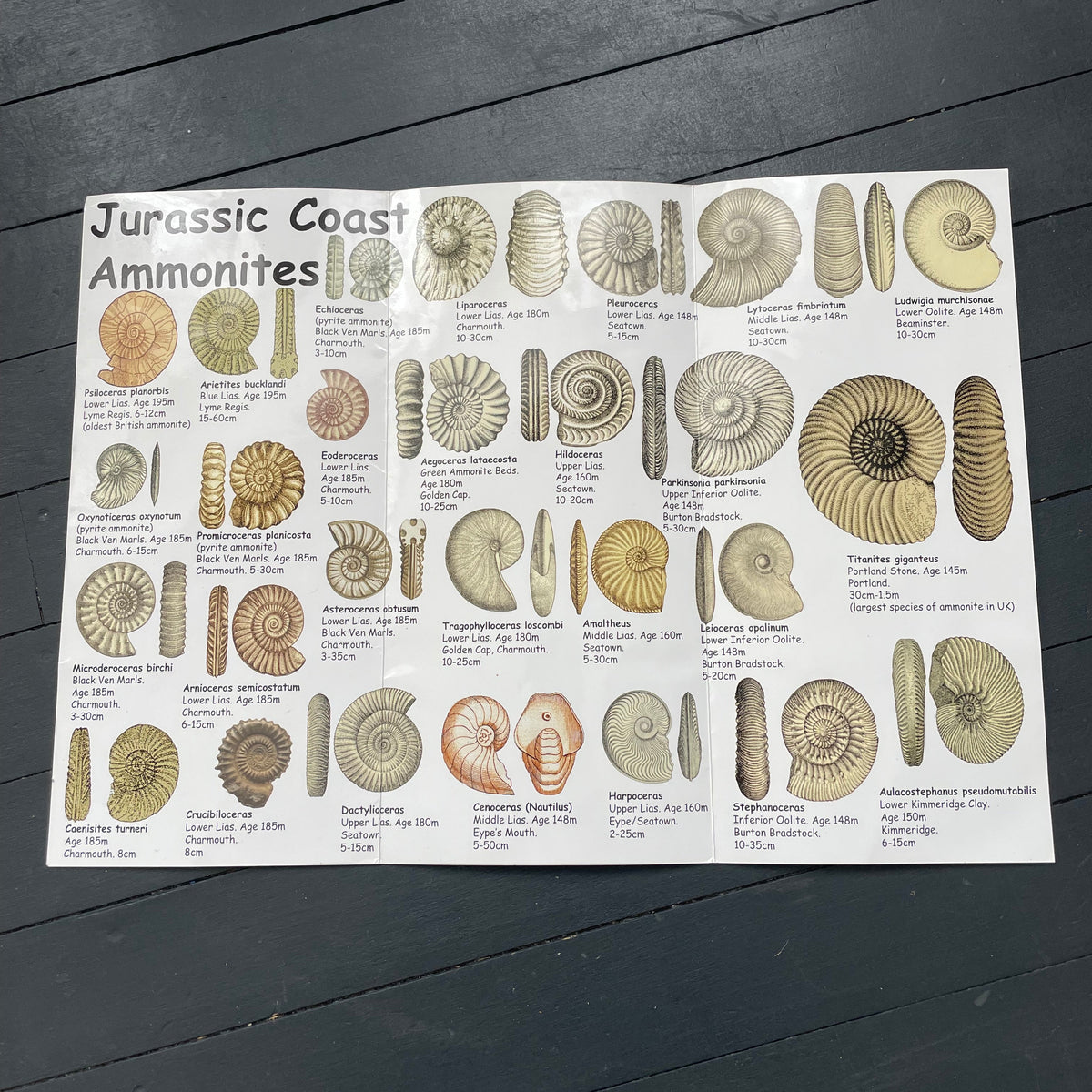 Vintage Fossils Pamplet Poster