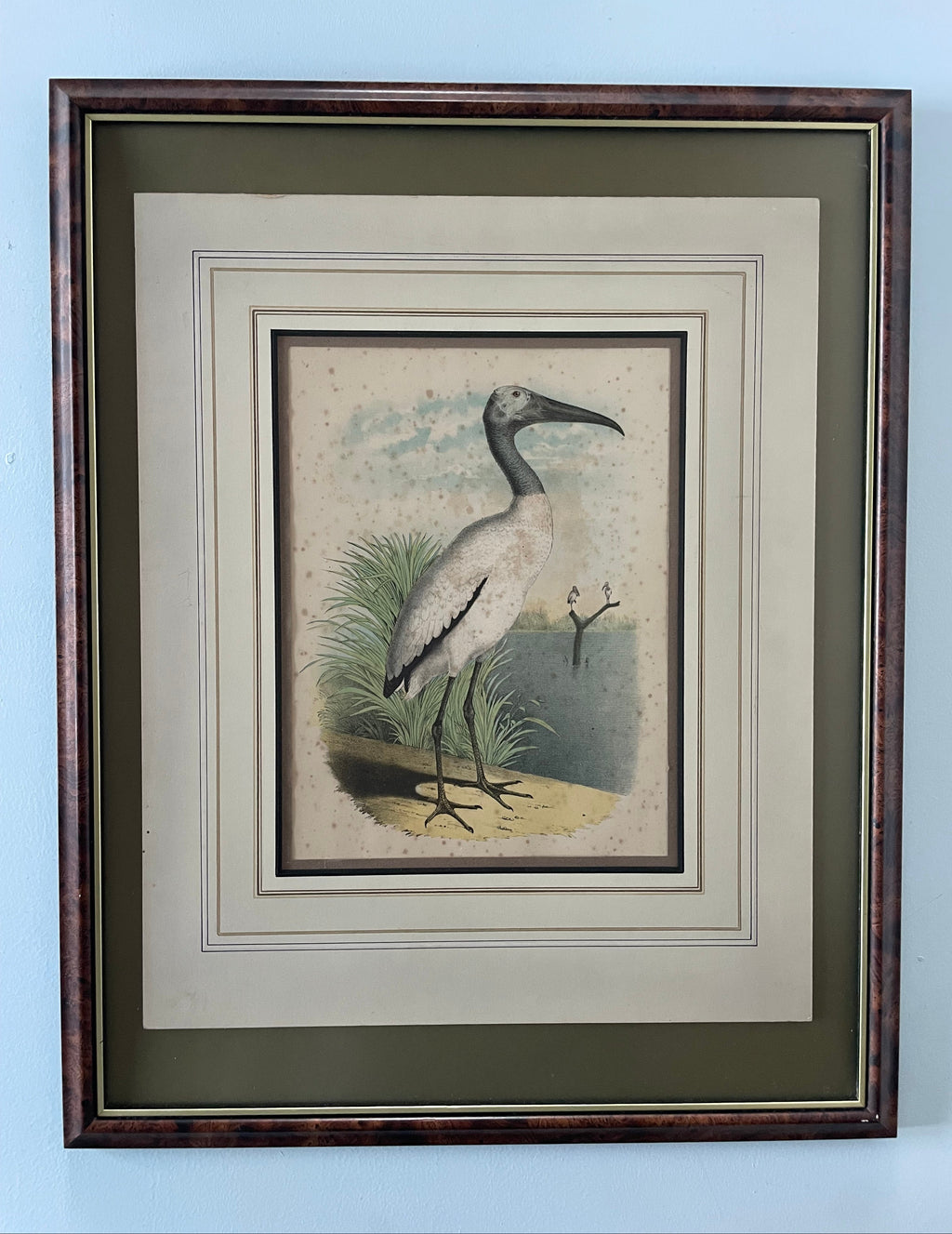 Antique Ibis Lithograph