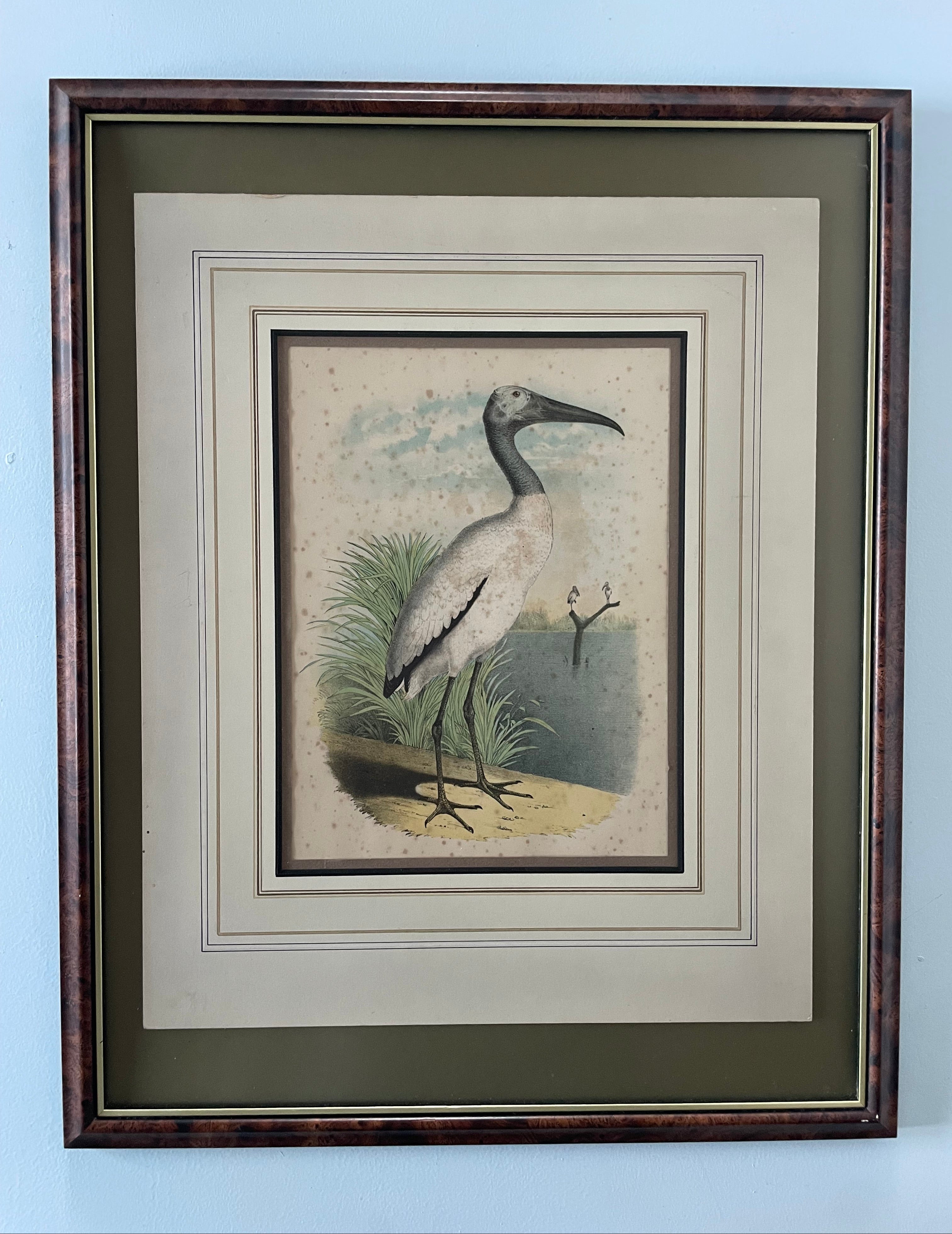 Antique Ibis Lithograph