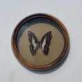 Common Jay Butterfly Port Hole