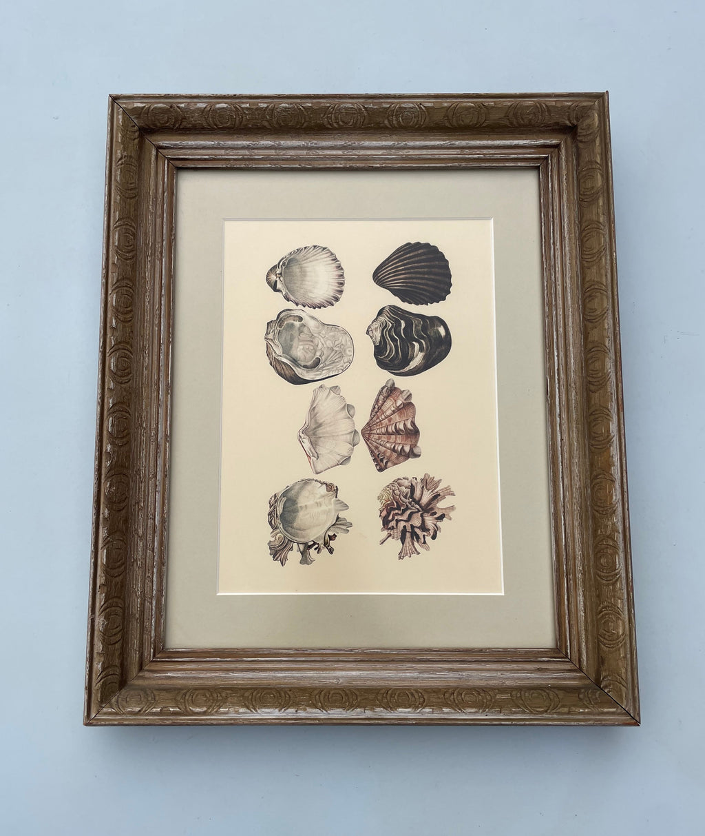 Shell Lithograph Print