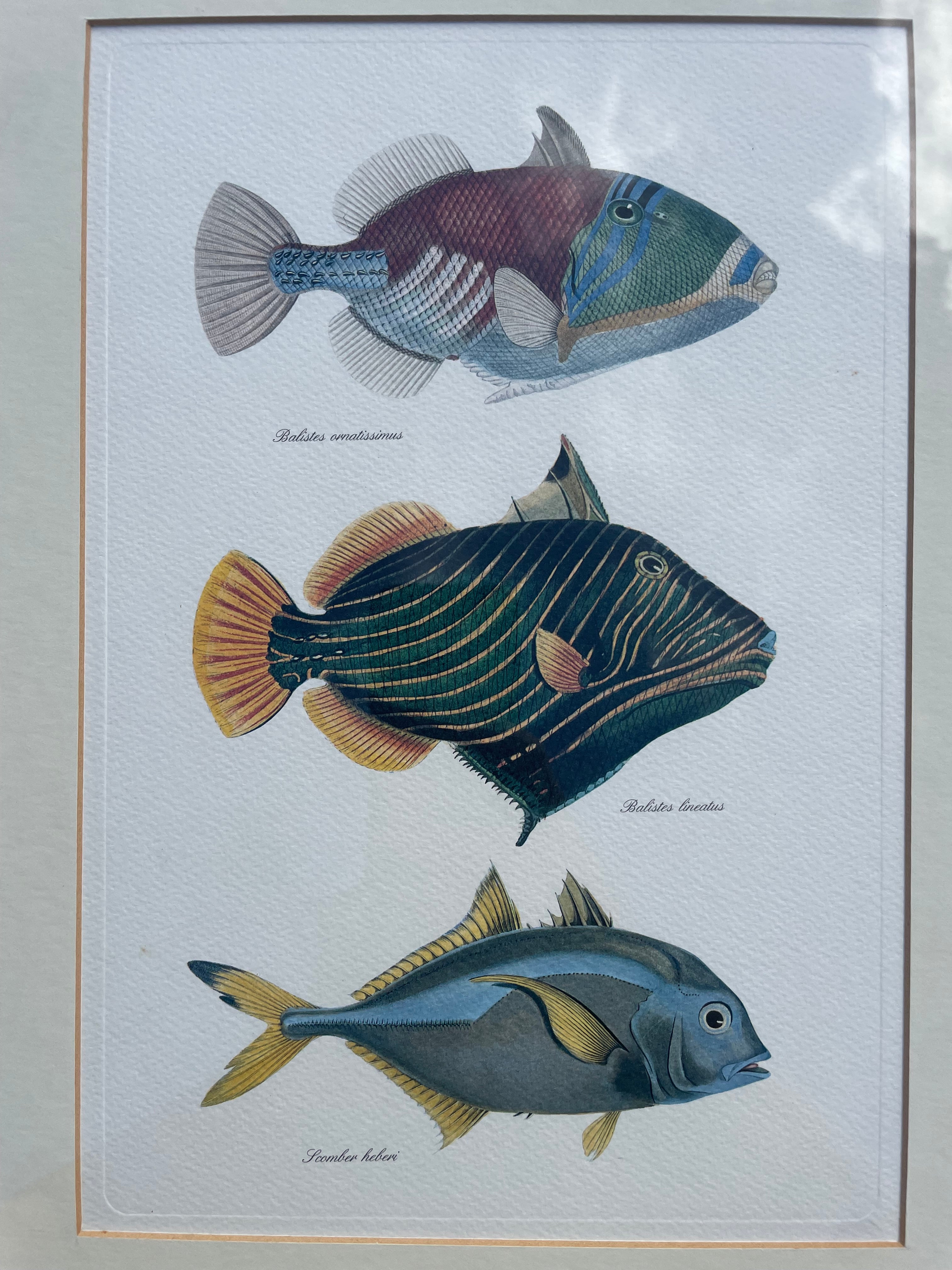 Framed Fish Print