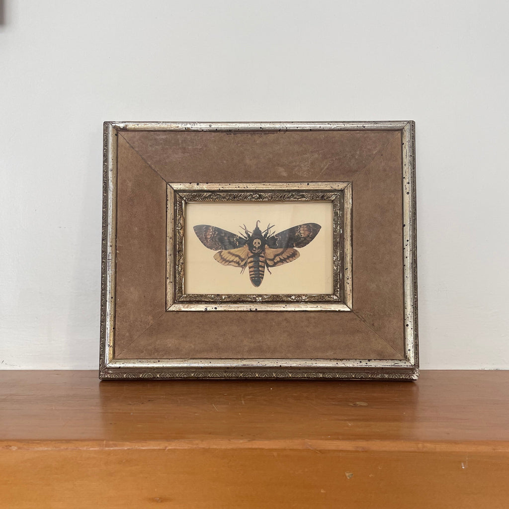 Death's-Head Hawk Moth Print