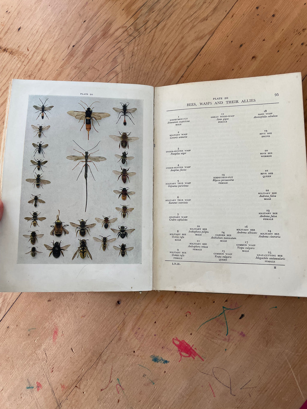 Insect Natural History Book