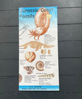 Vintage Fossils Pamplet Poster