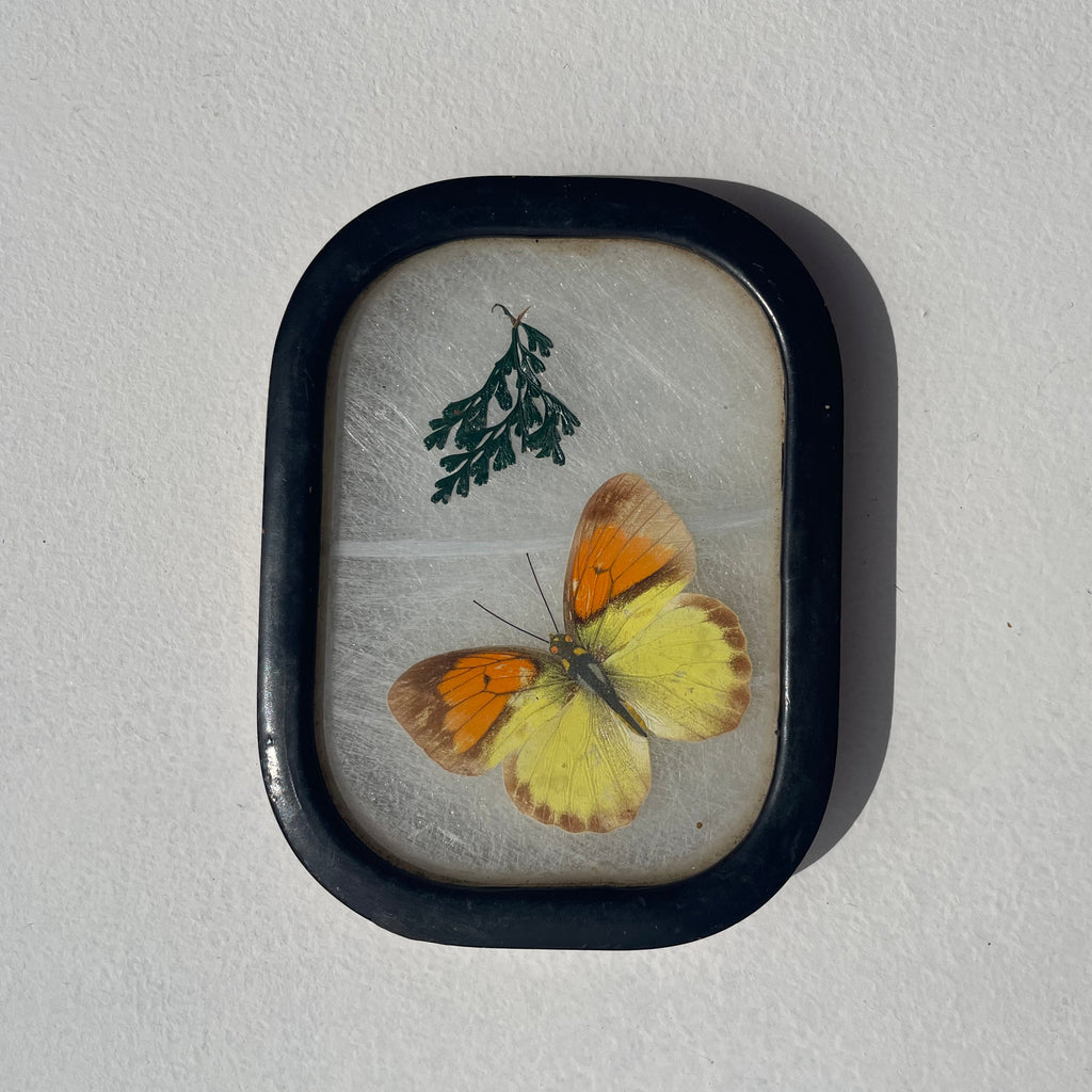 Butterfly Wing Speciman