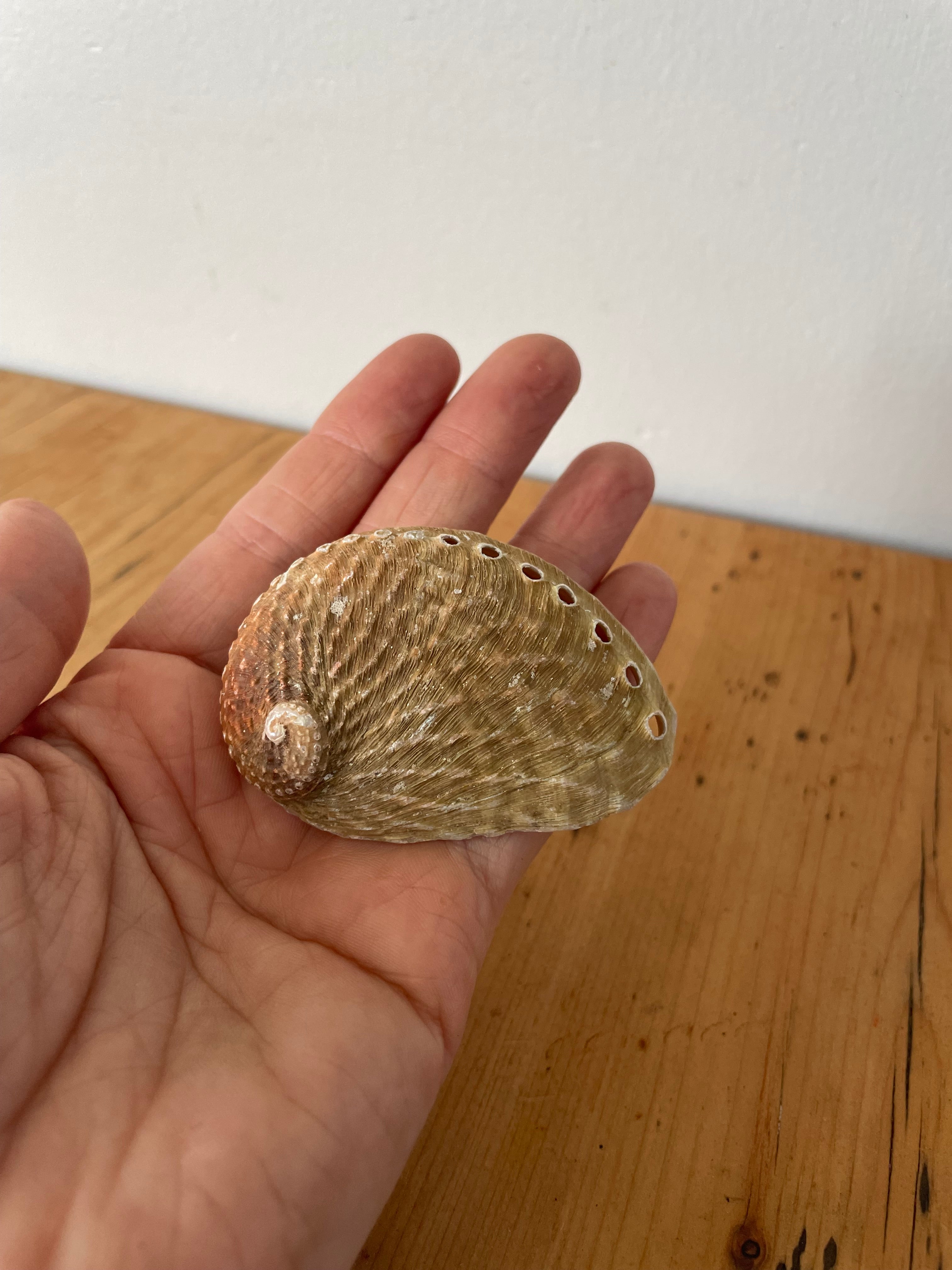 Natural History – Fine Specimens Vintage