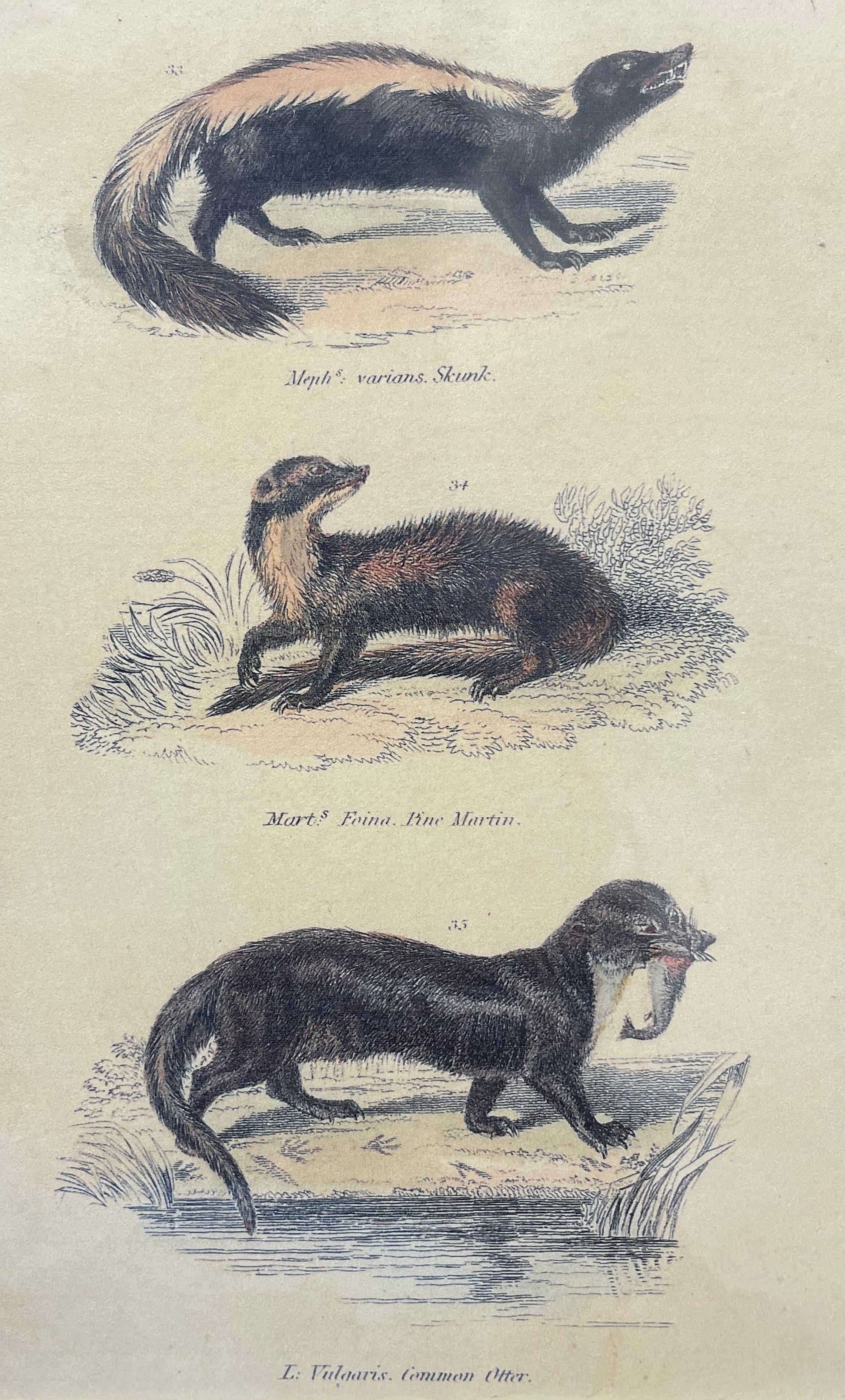 Skunk, Martin & Otter Lithograph