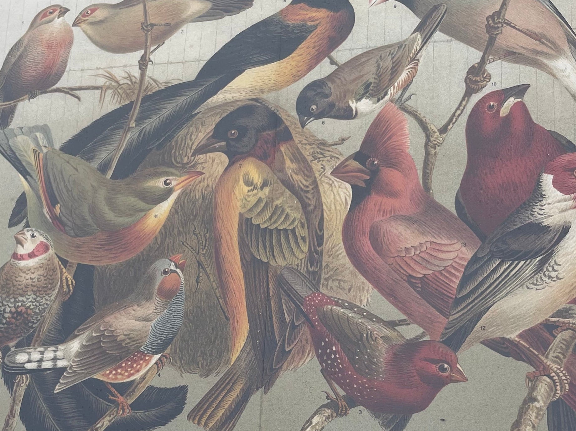 Antique Birds Lithograph