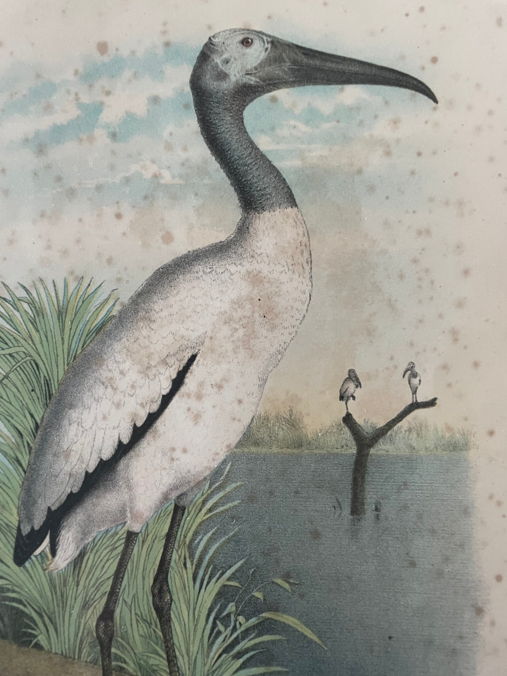 Antique Ibis Lithograph