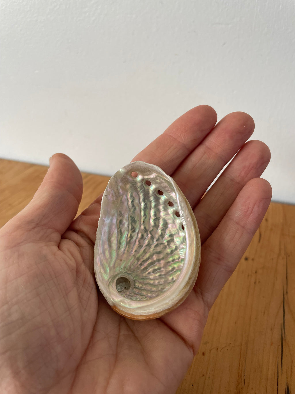Abalone shell