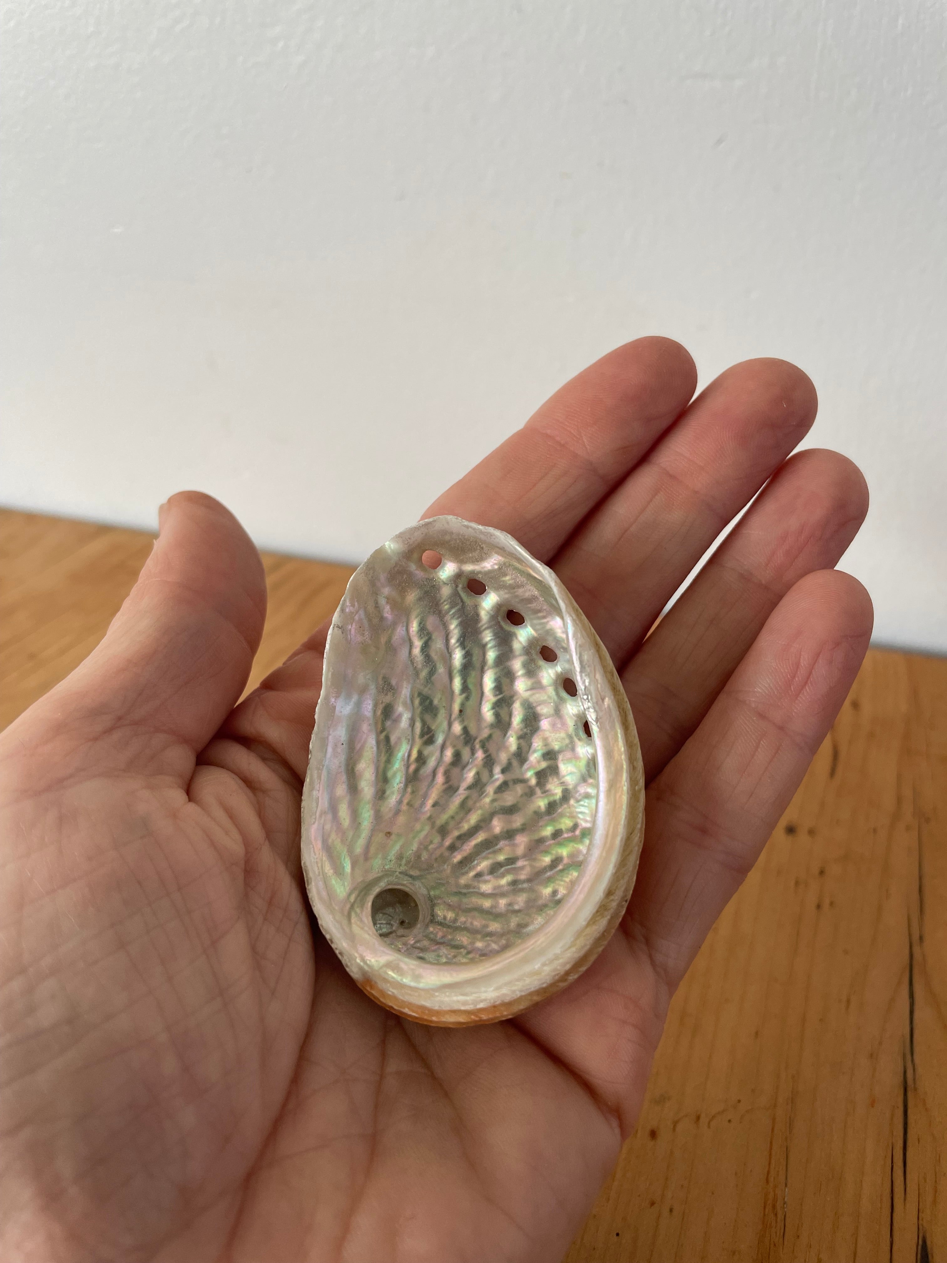 Abalone shell