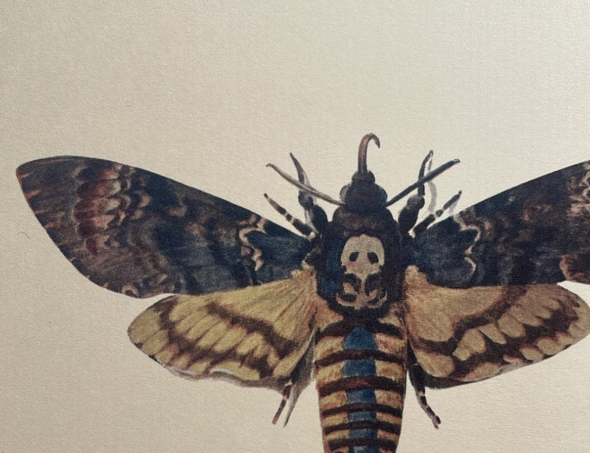 Death’s-Head Hawk Moth Lithograph Print