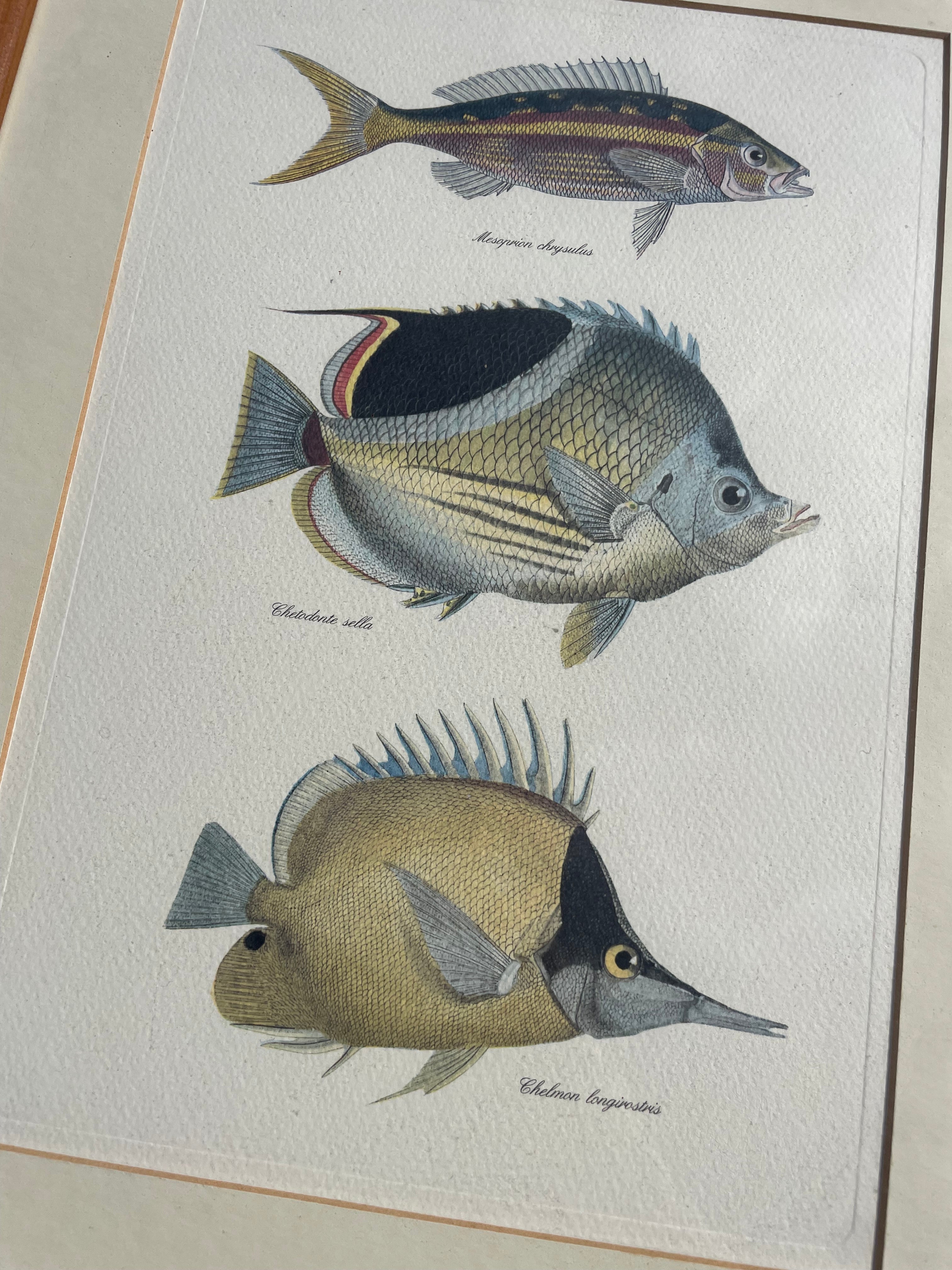 Framed Fish Print