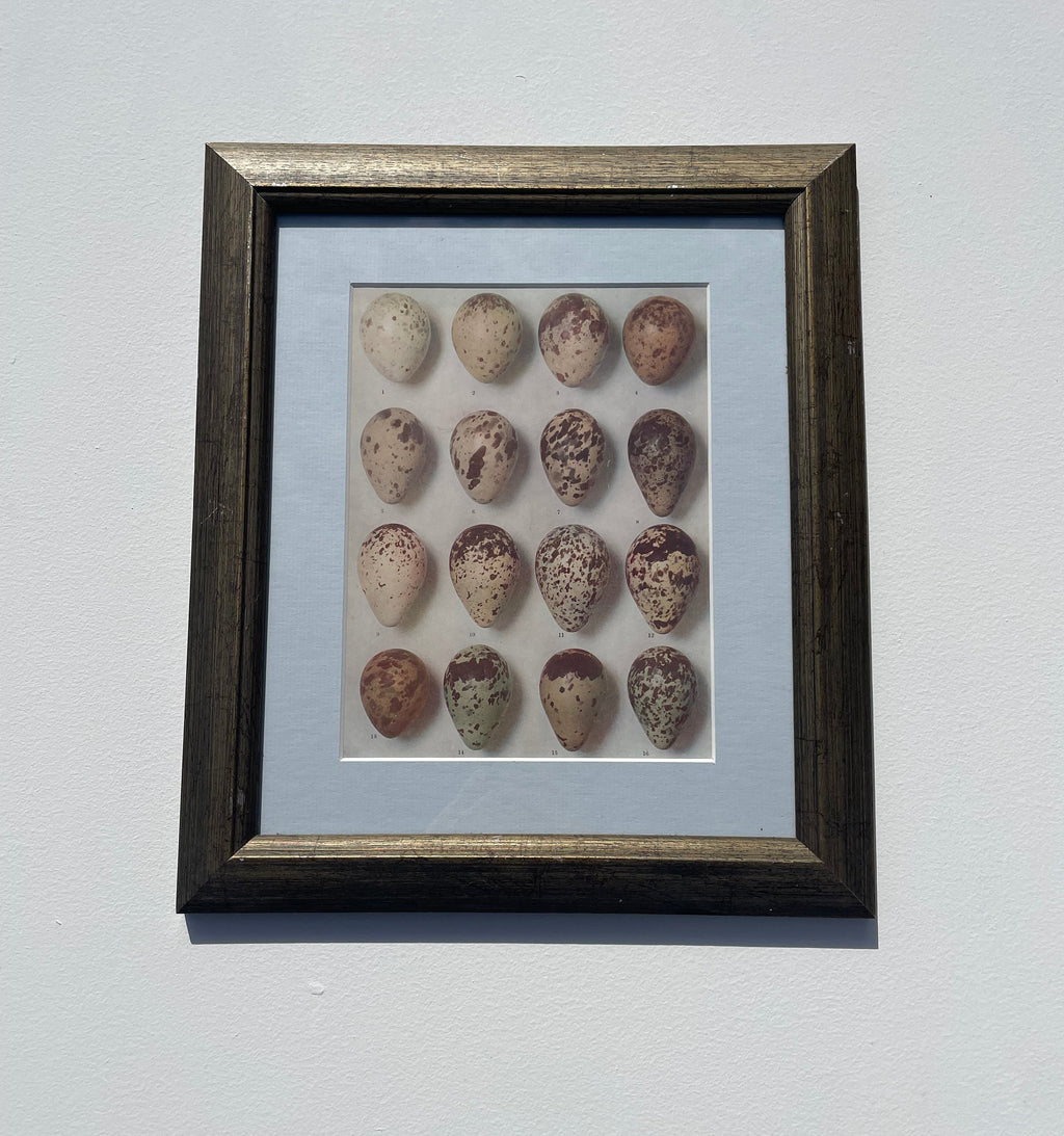 Bird Eggs Lithograph