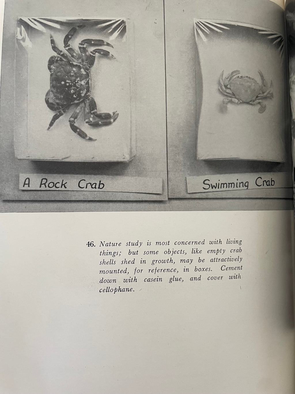 Vintage Nature Study Book