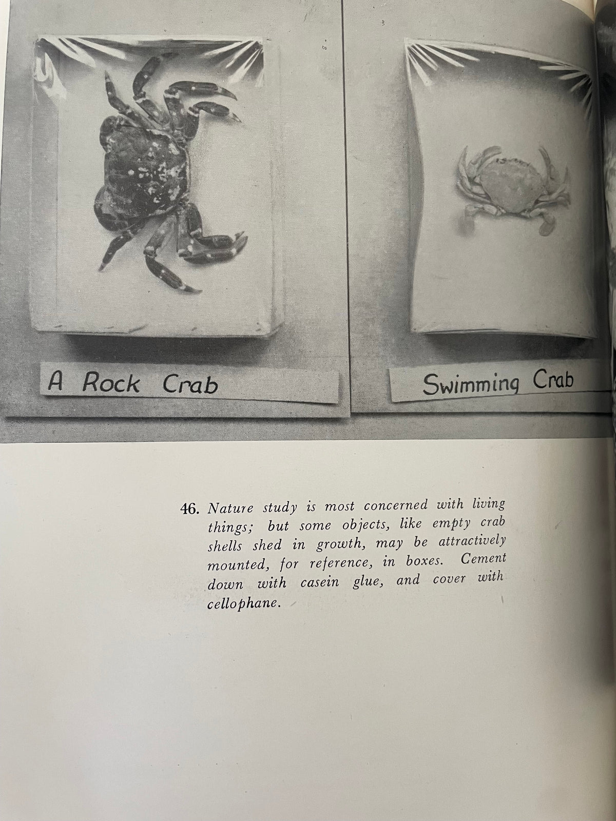 Vintage Nature Study Book