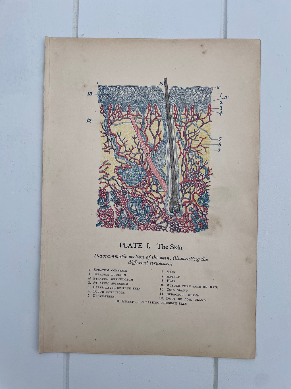 Antique Medical Plates