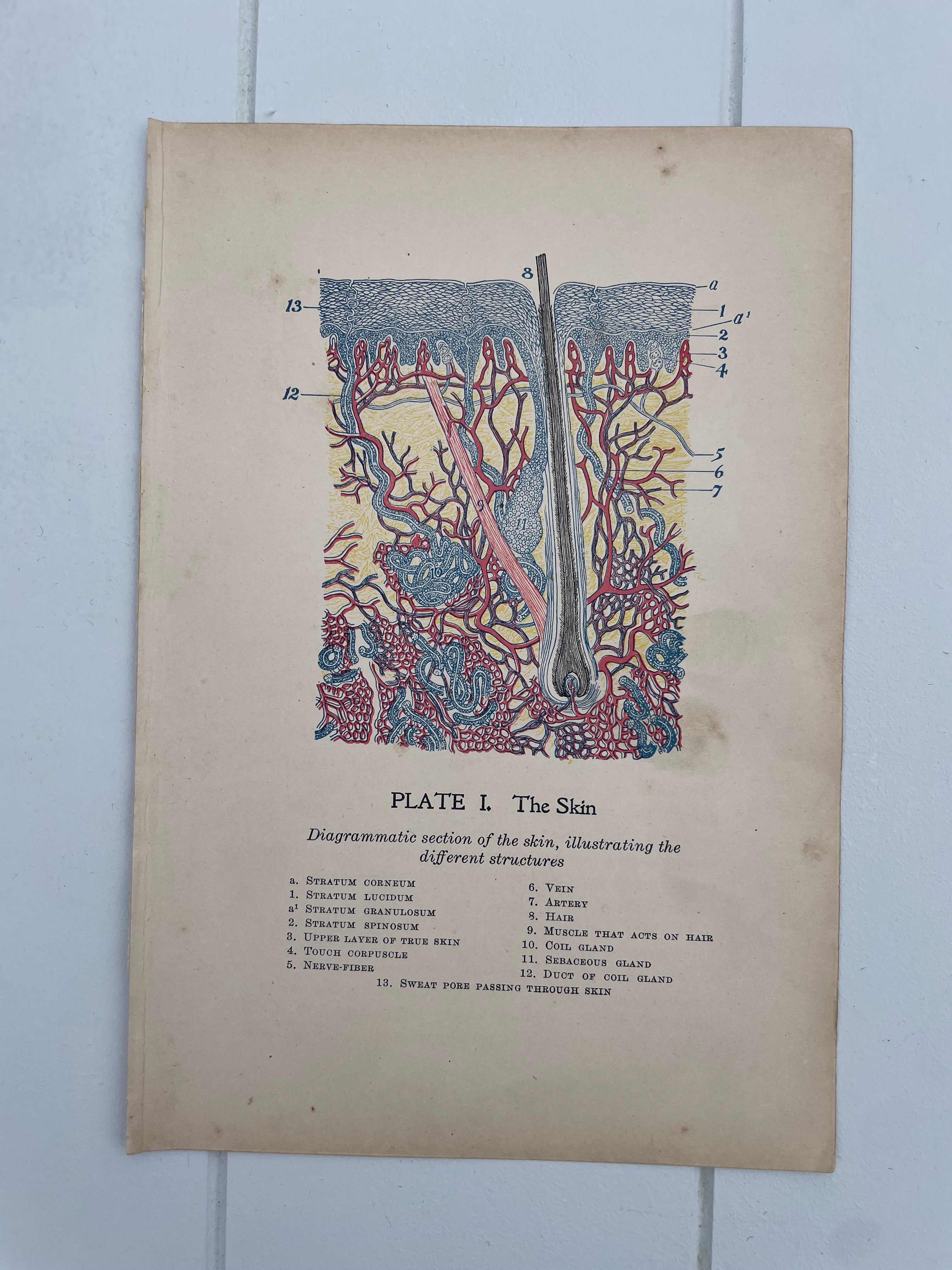 Antique Medical Plates
