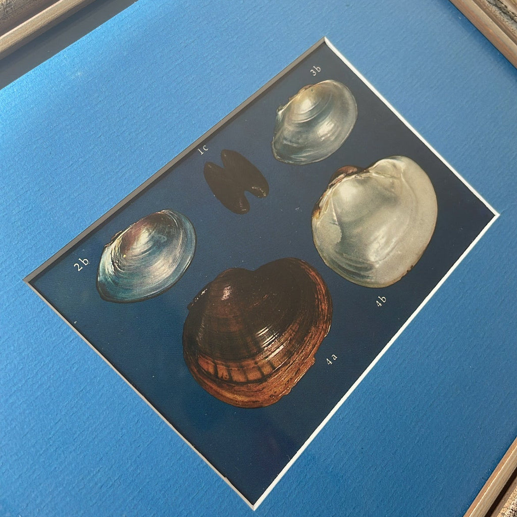 Freshwater Mussel Shell Plate