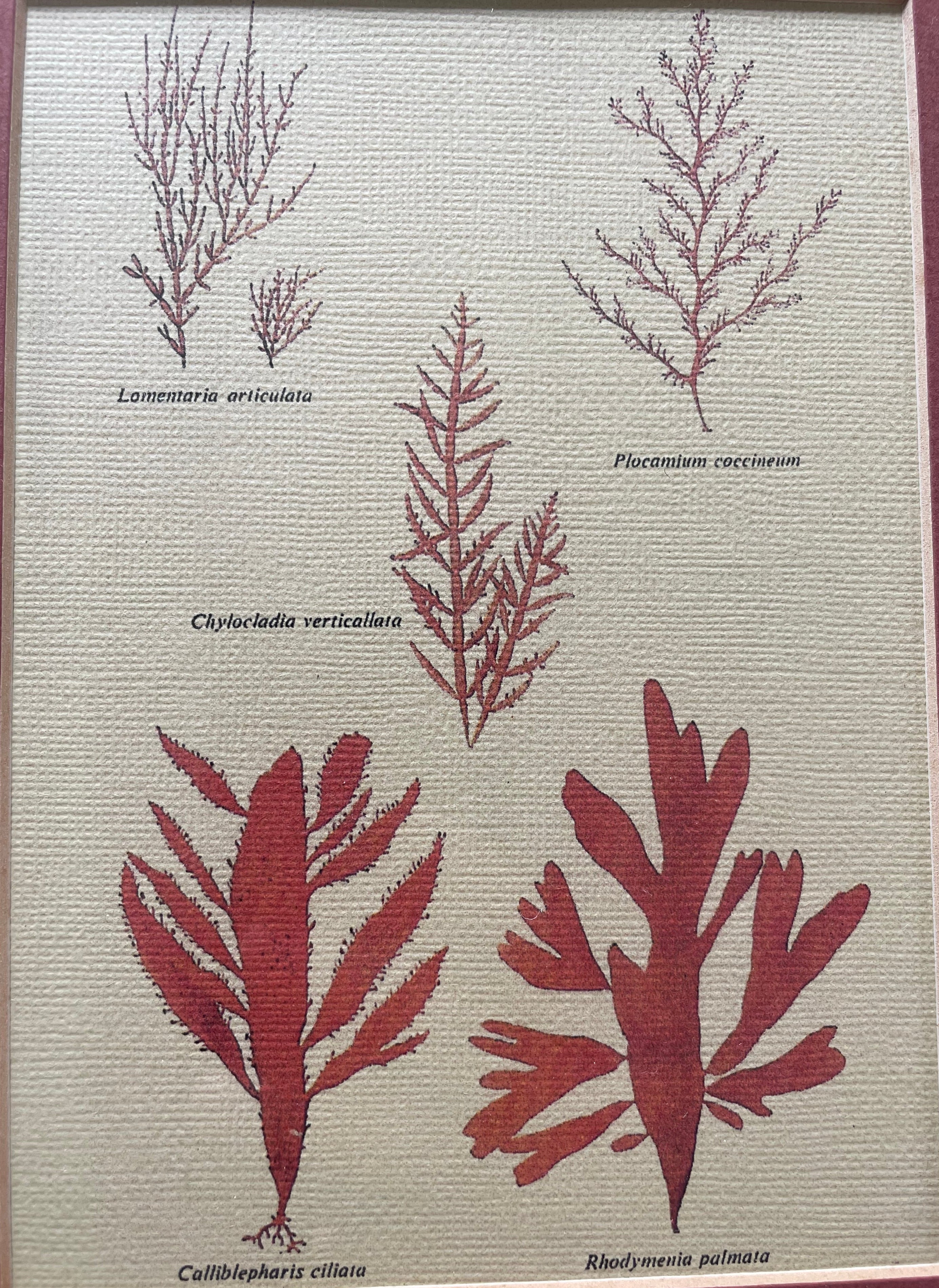 Seaweed Specimens Print